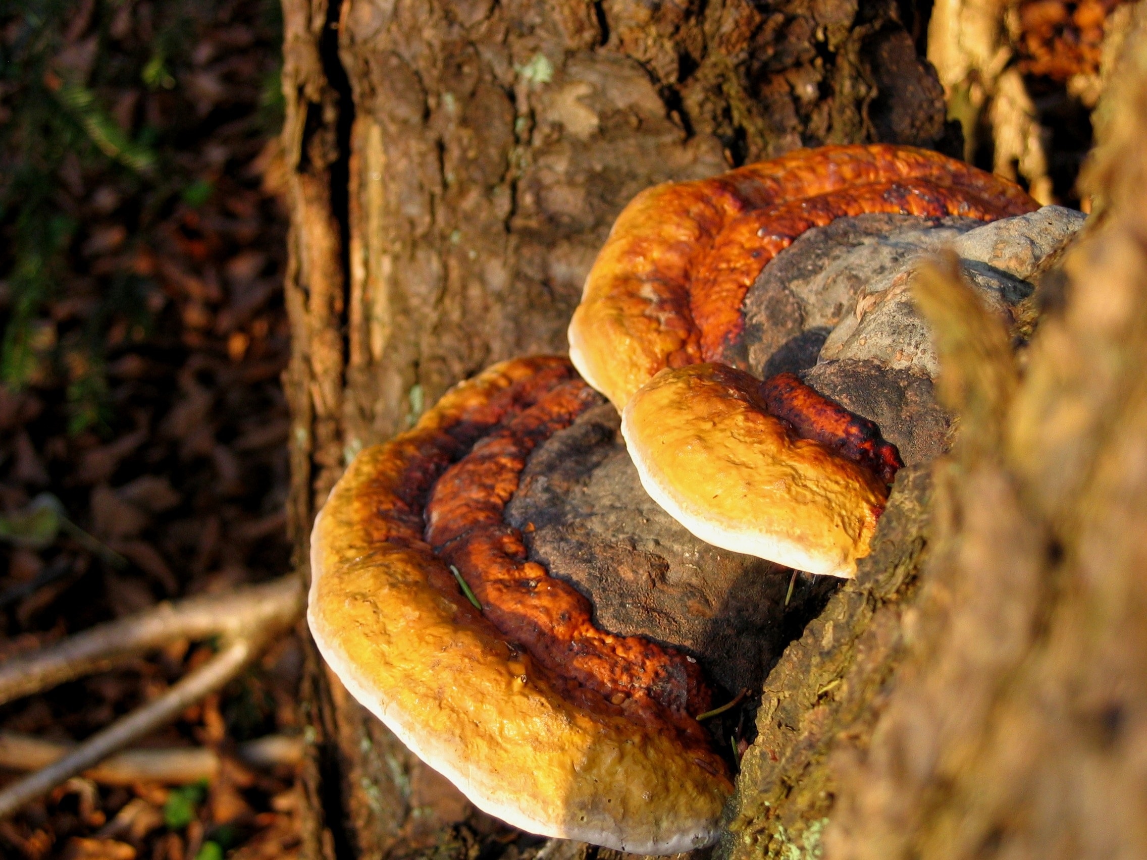 Древесные грибы паразиты