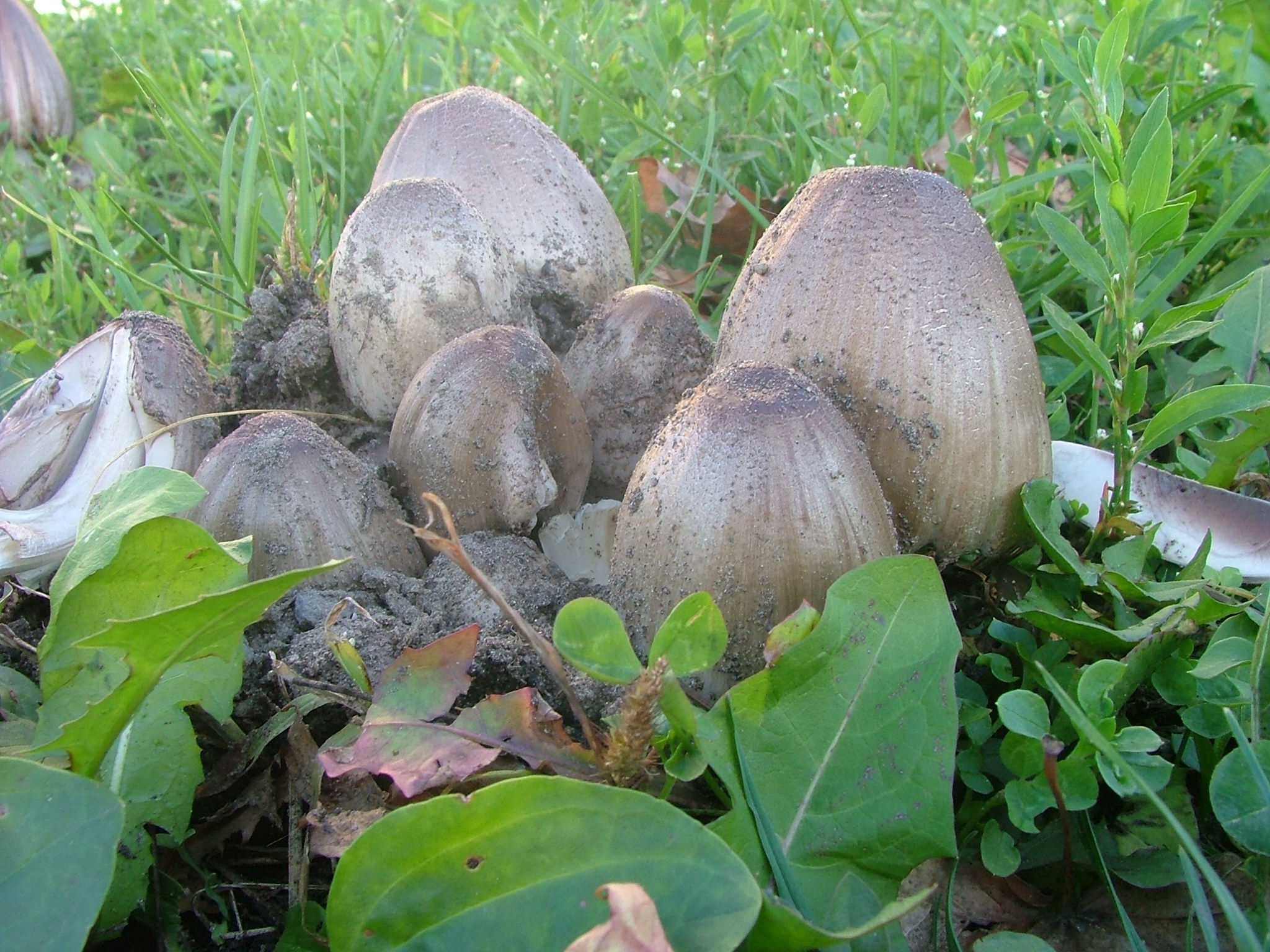 Навозник обыкновенный гриб Вишневский