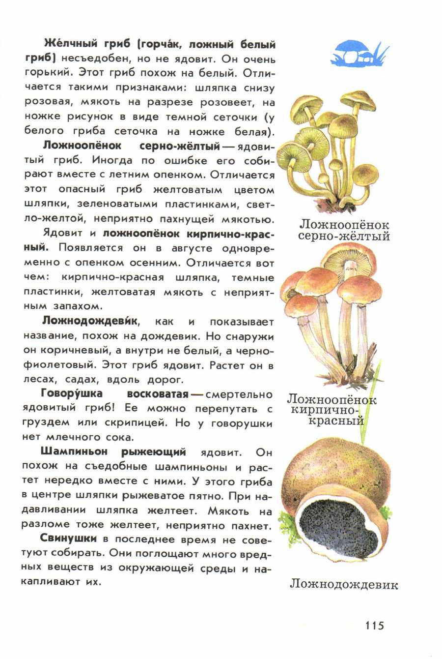 ядовитые грибы фото и описание