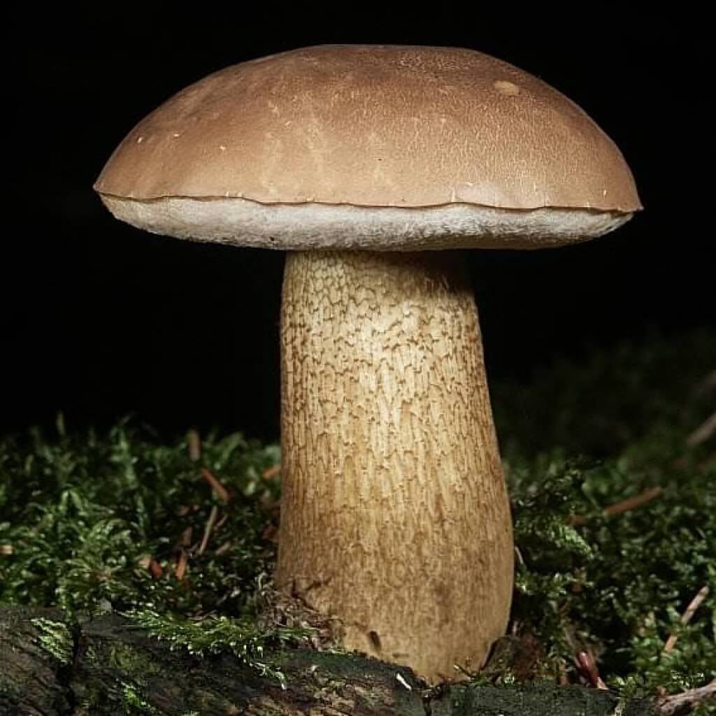 Есть гриб желчный. Горчак, ложный белый гриб. Желчный гриб горчак. Белый гриб и горчак. Ложный белый горчак.