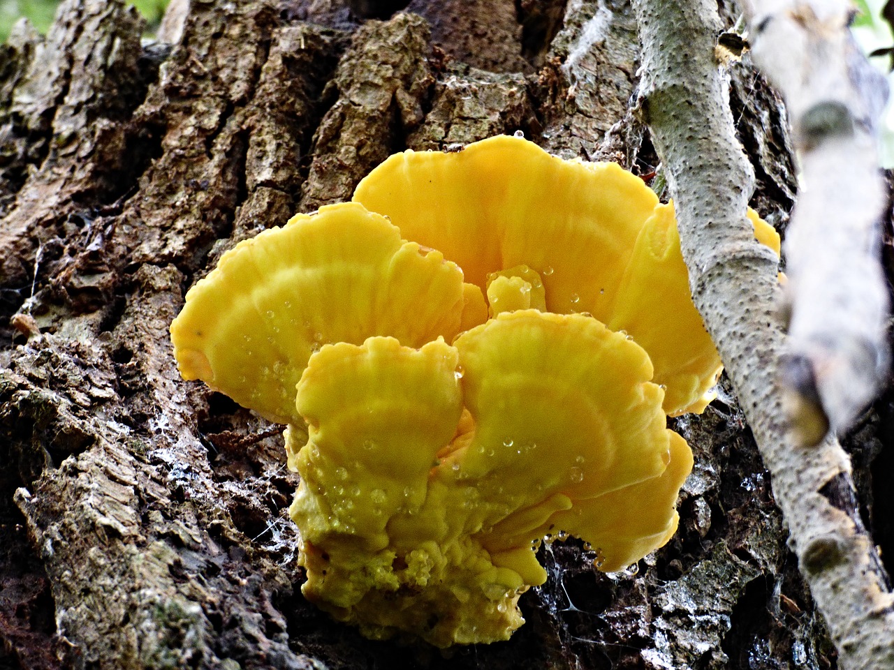 Желтые грибы в лесу