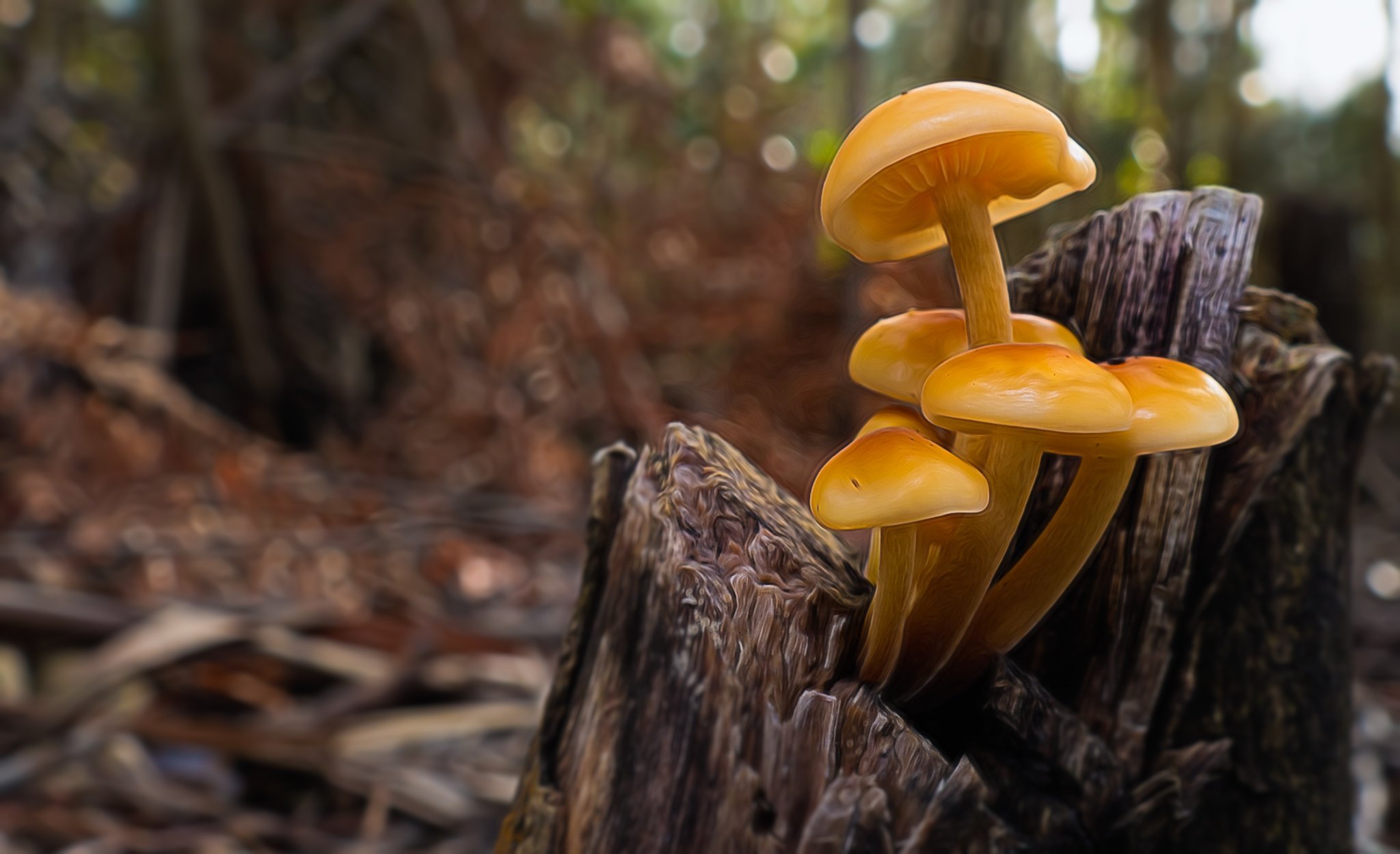 Разные красивые грибы