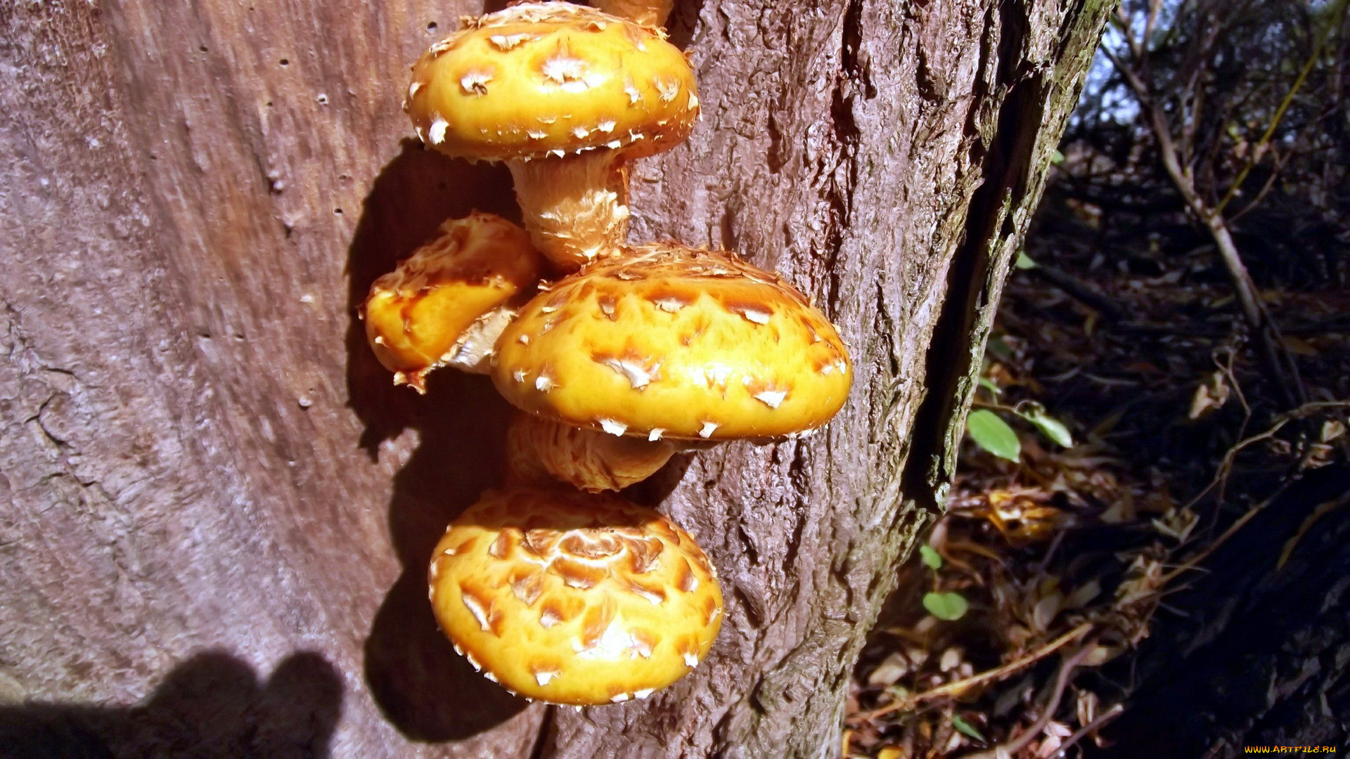Склизкий гриб на дереве
