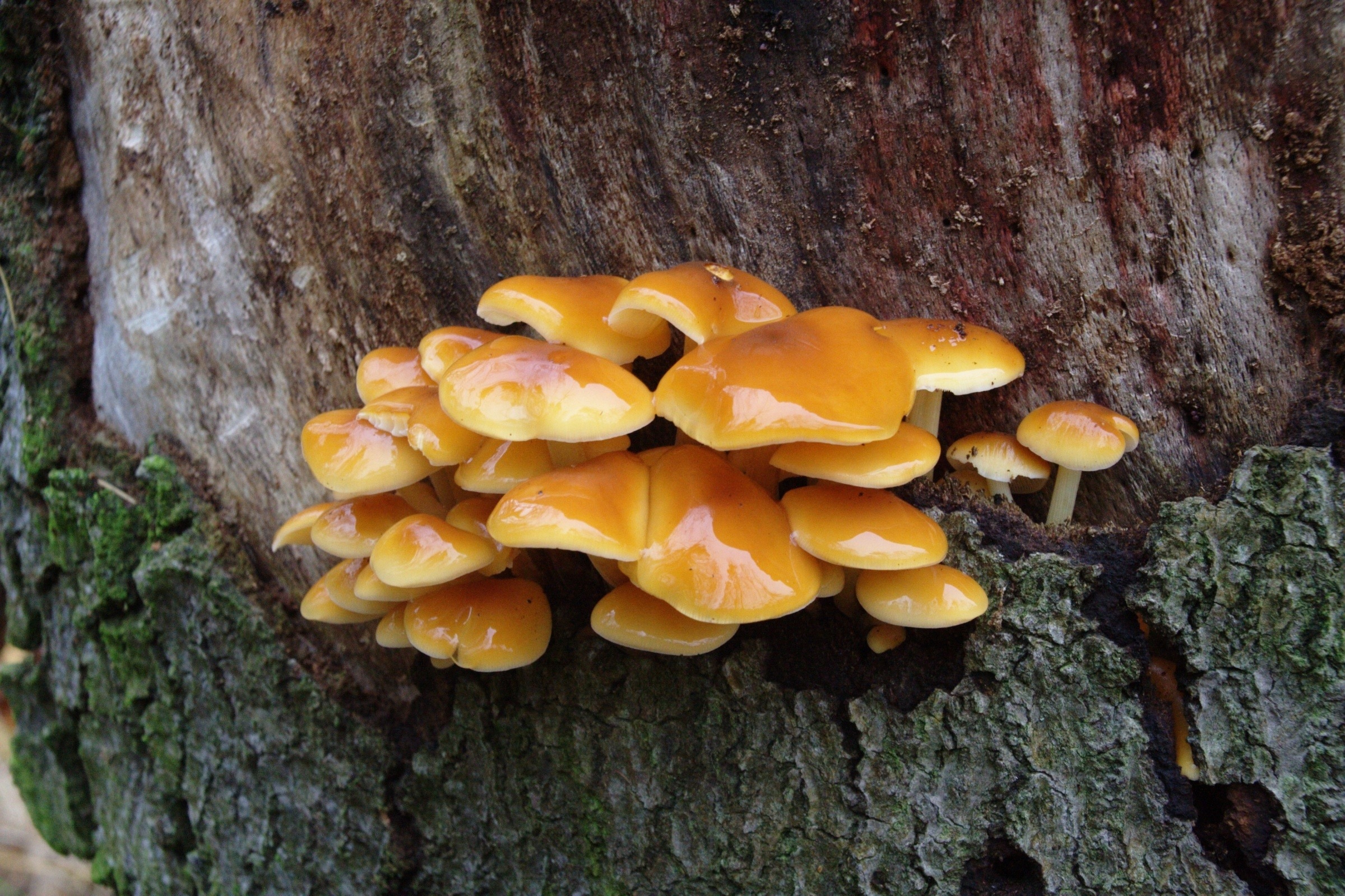 Желтые древесные грибы