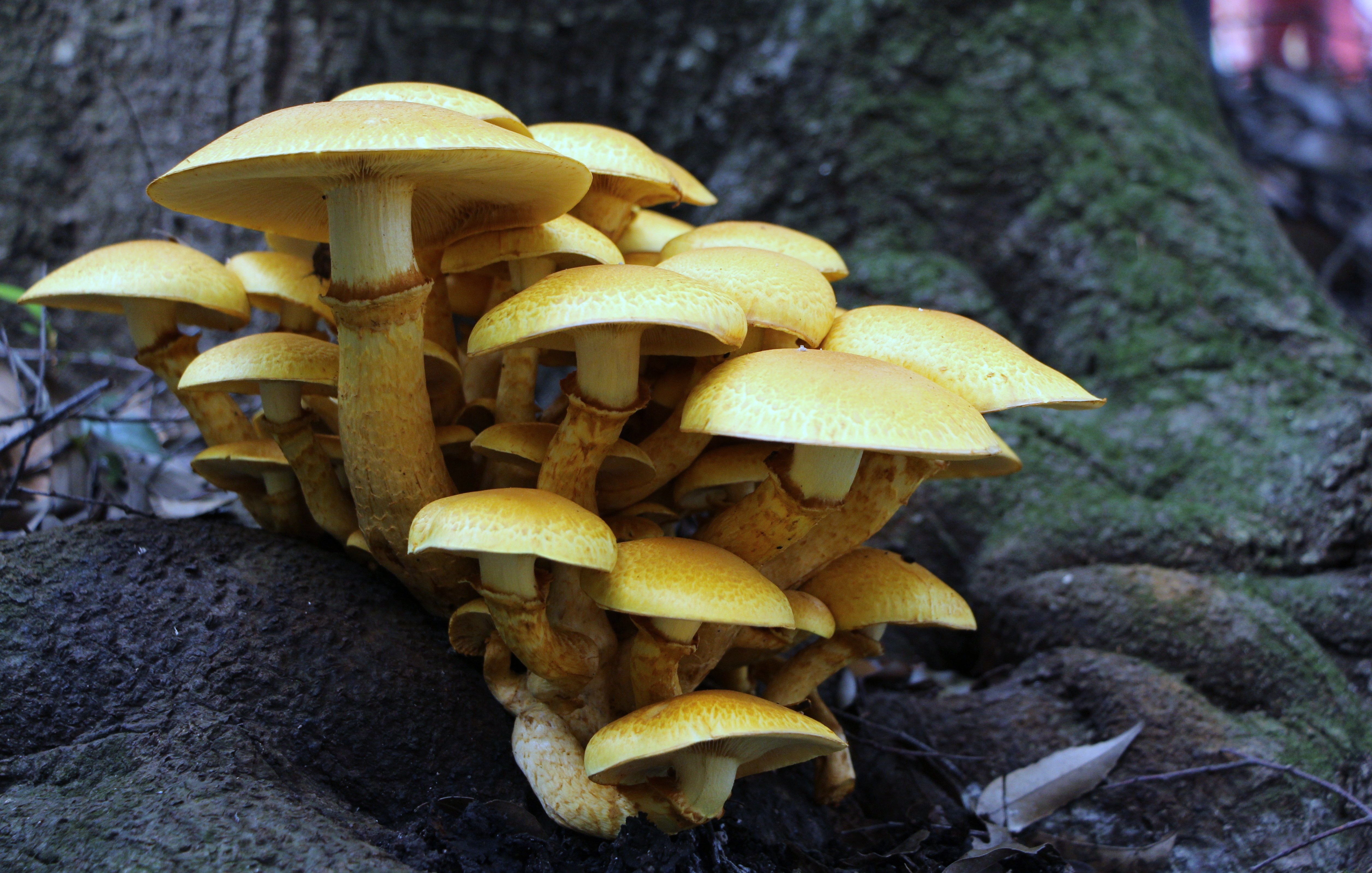 Желтый гриб растущий на стволах