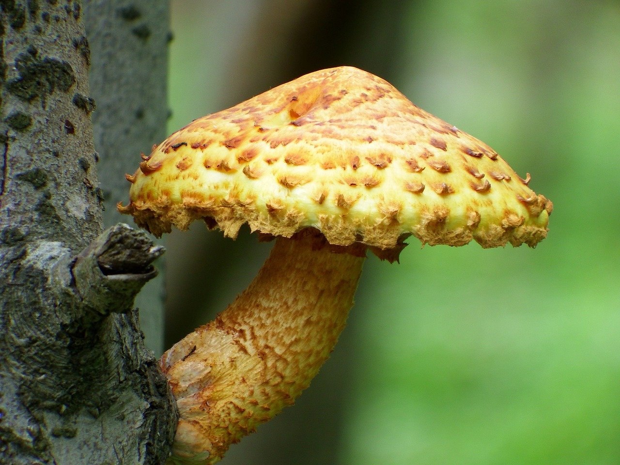 грибы опята на дереве фото