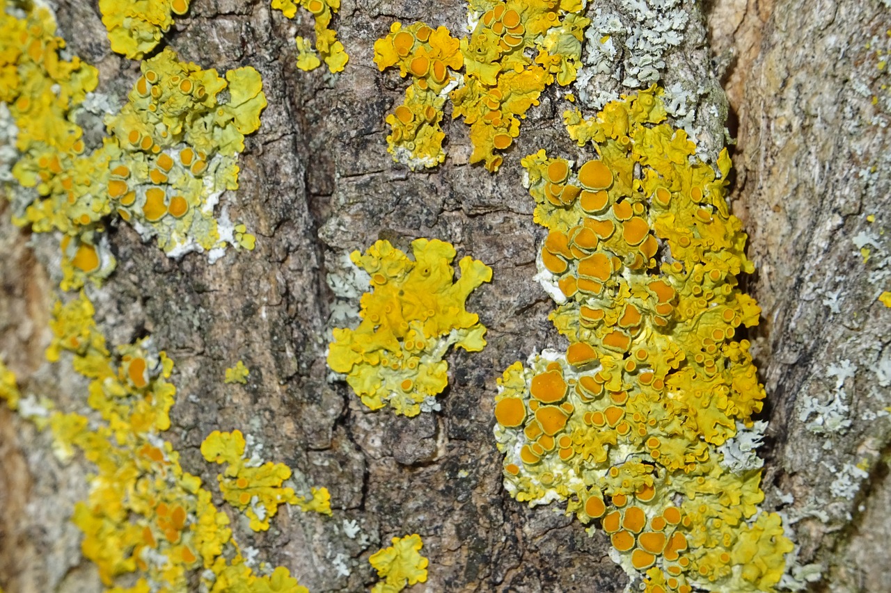 Ярко желтые грибные наросты на ветках