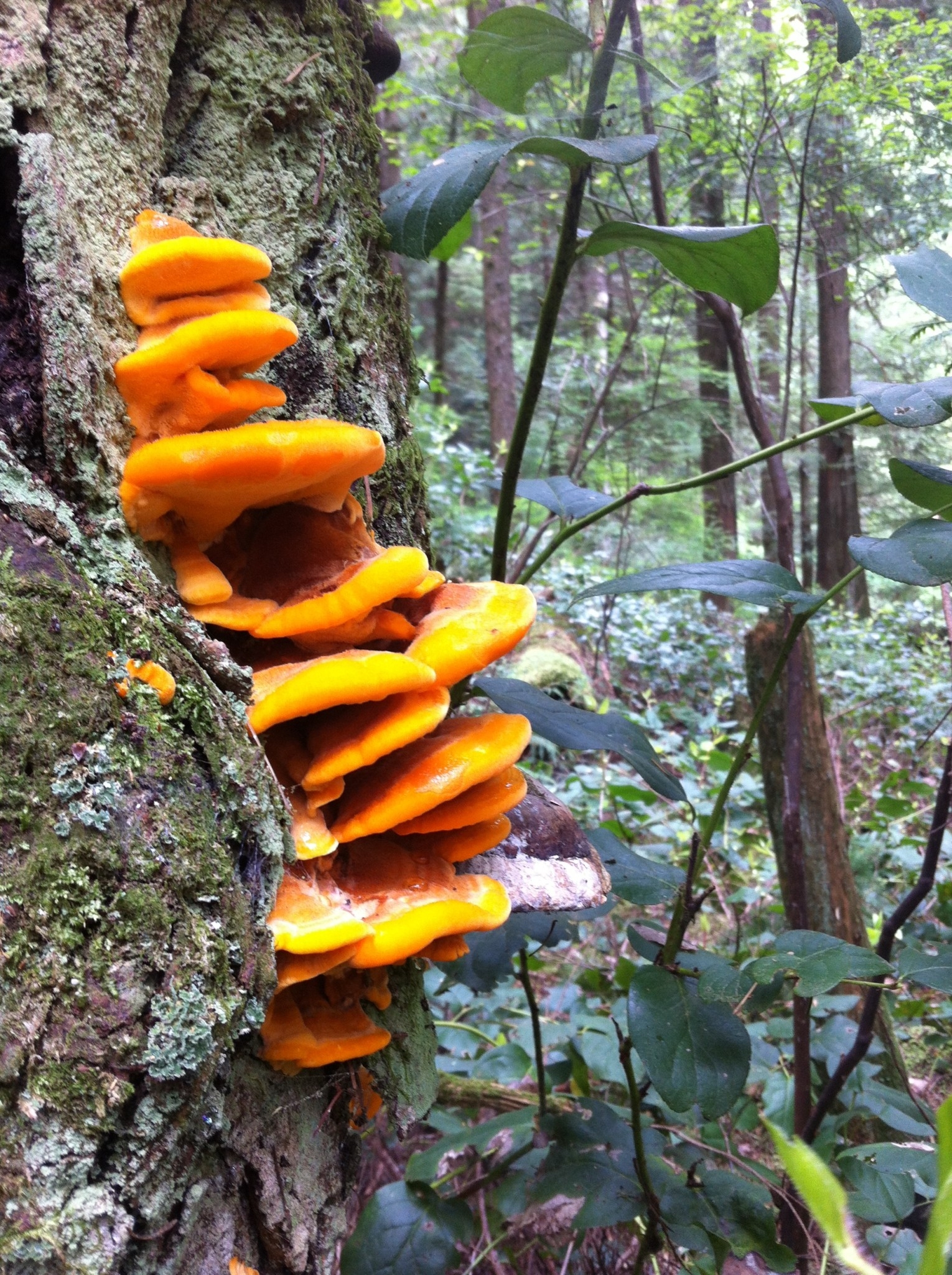 Оранжевые грибы на пнях
