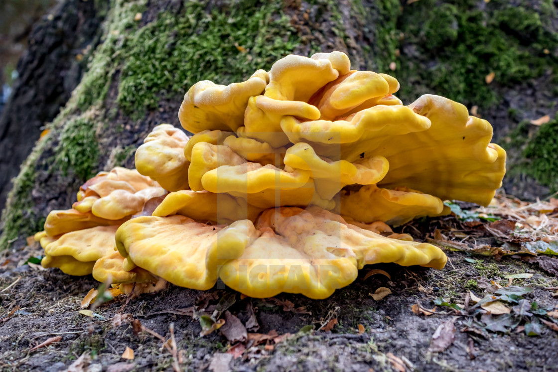 Желтые грибы на деревьях в Санкт-Петербурге