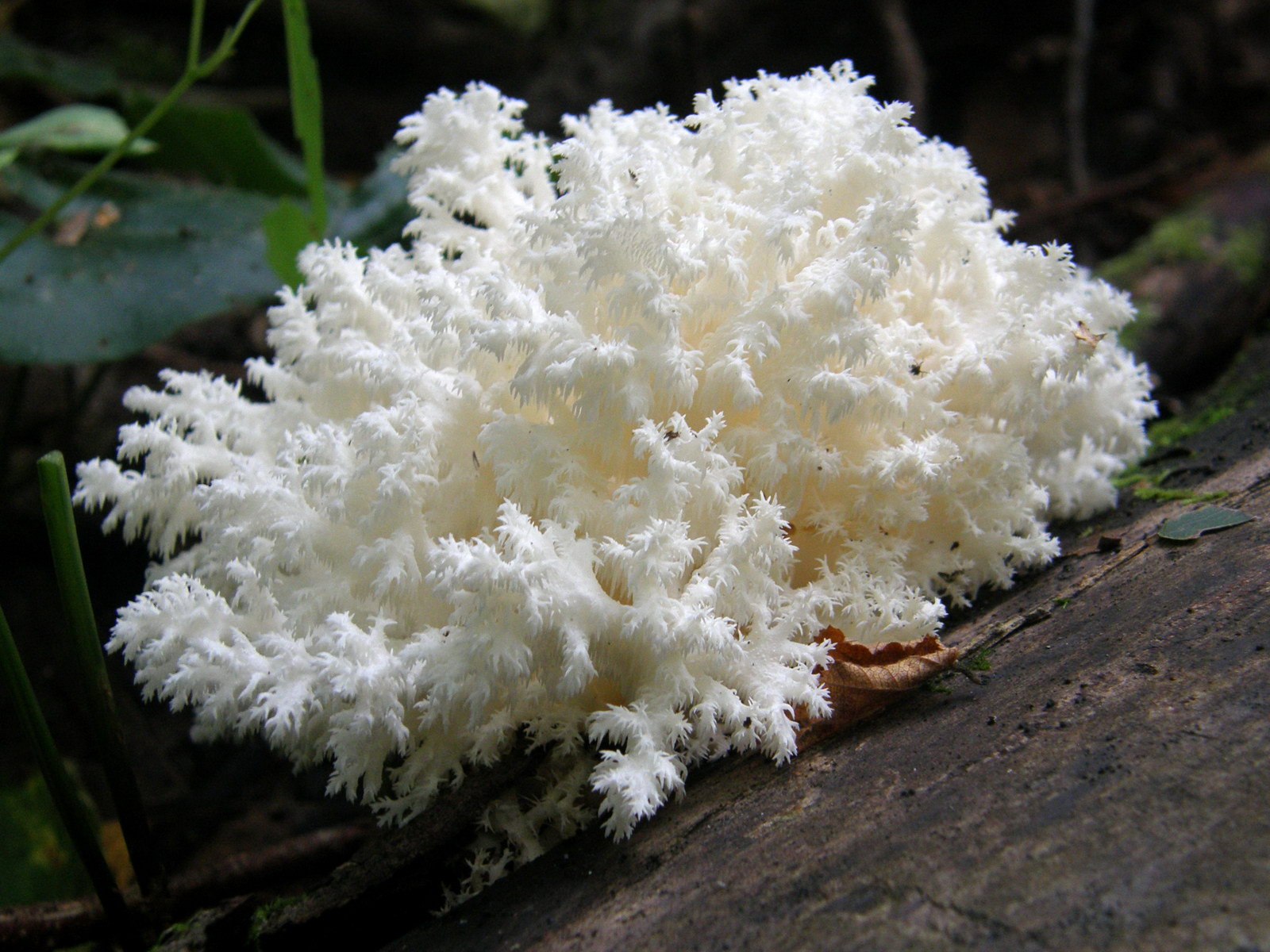 Где найти морской гриб в геншине. Ежовик коралловидный. Ежовик коралловый. Ежовик коралловидный гребешок. Ежовик коралловидный съедобные грибы.