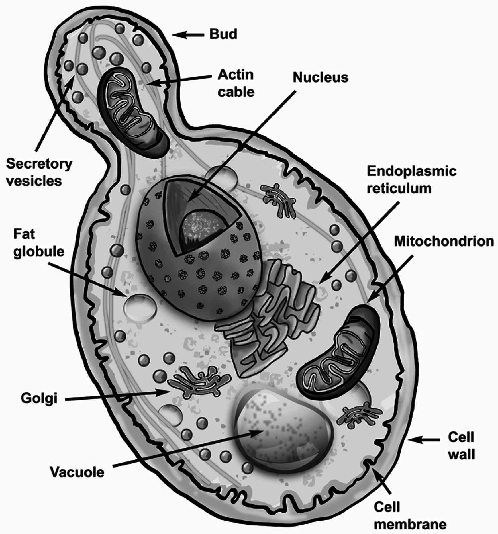 клетка гриба фото