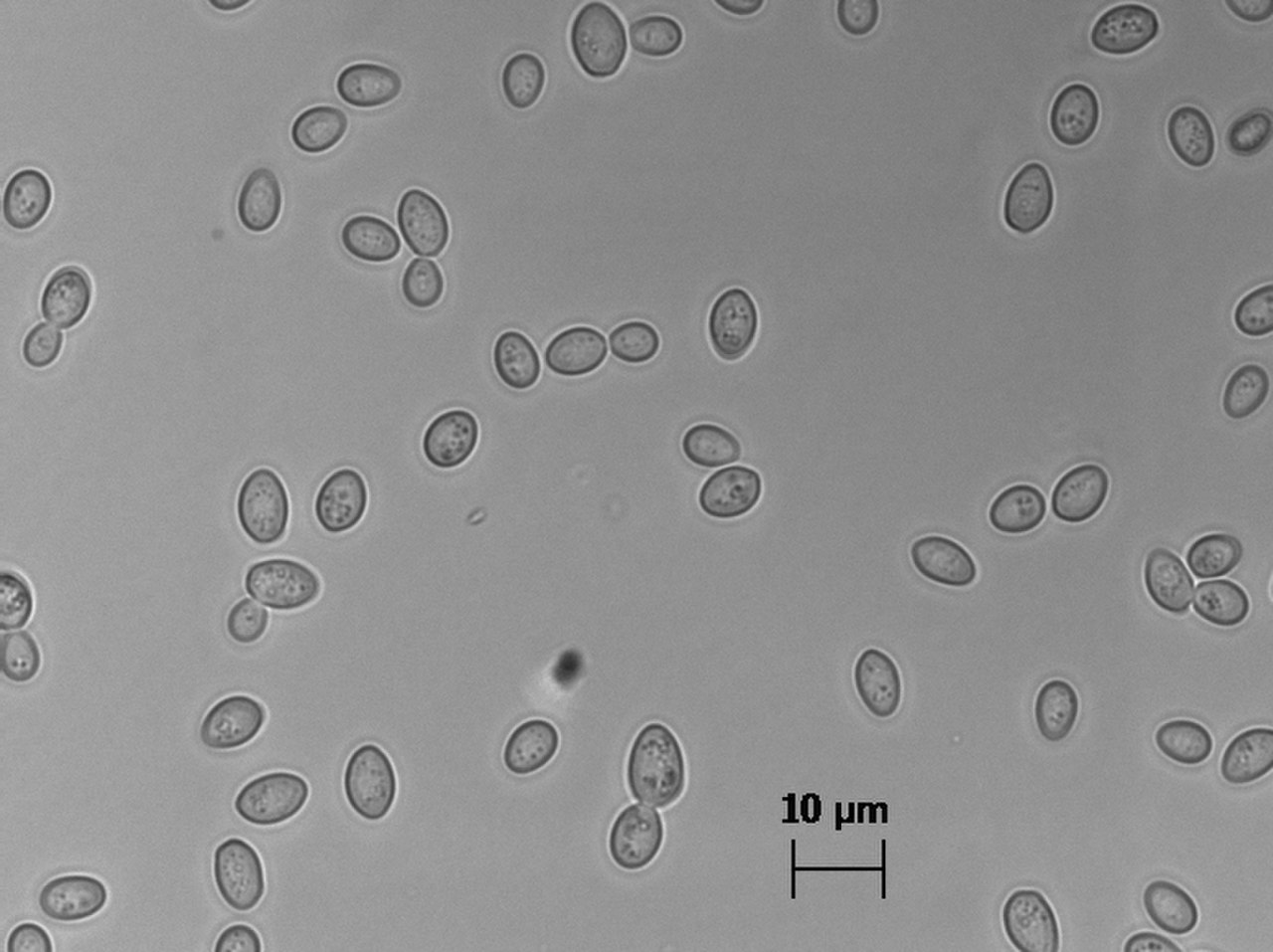 Saccharomyces cerevisiae микроскоп