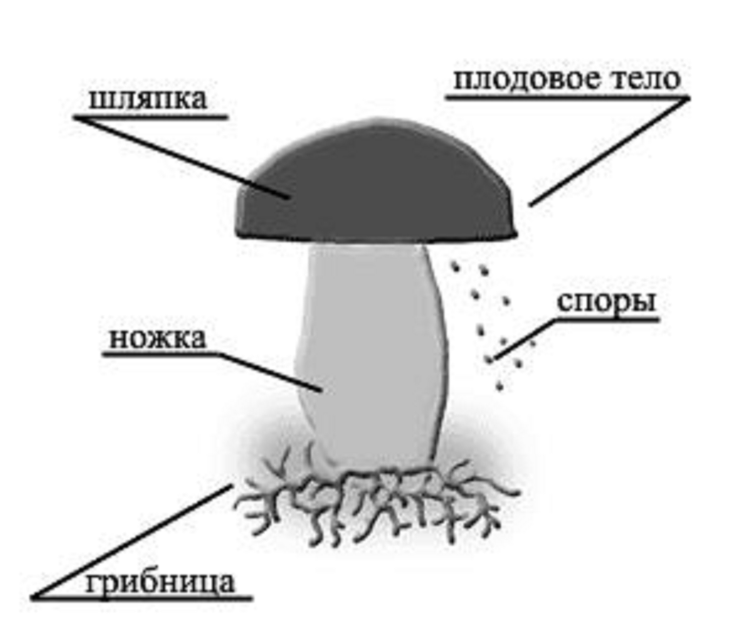 Схема шляпочного гриба 3 класс