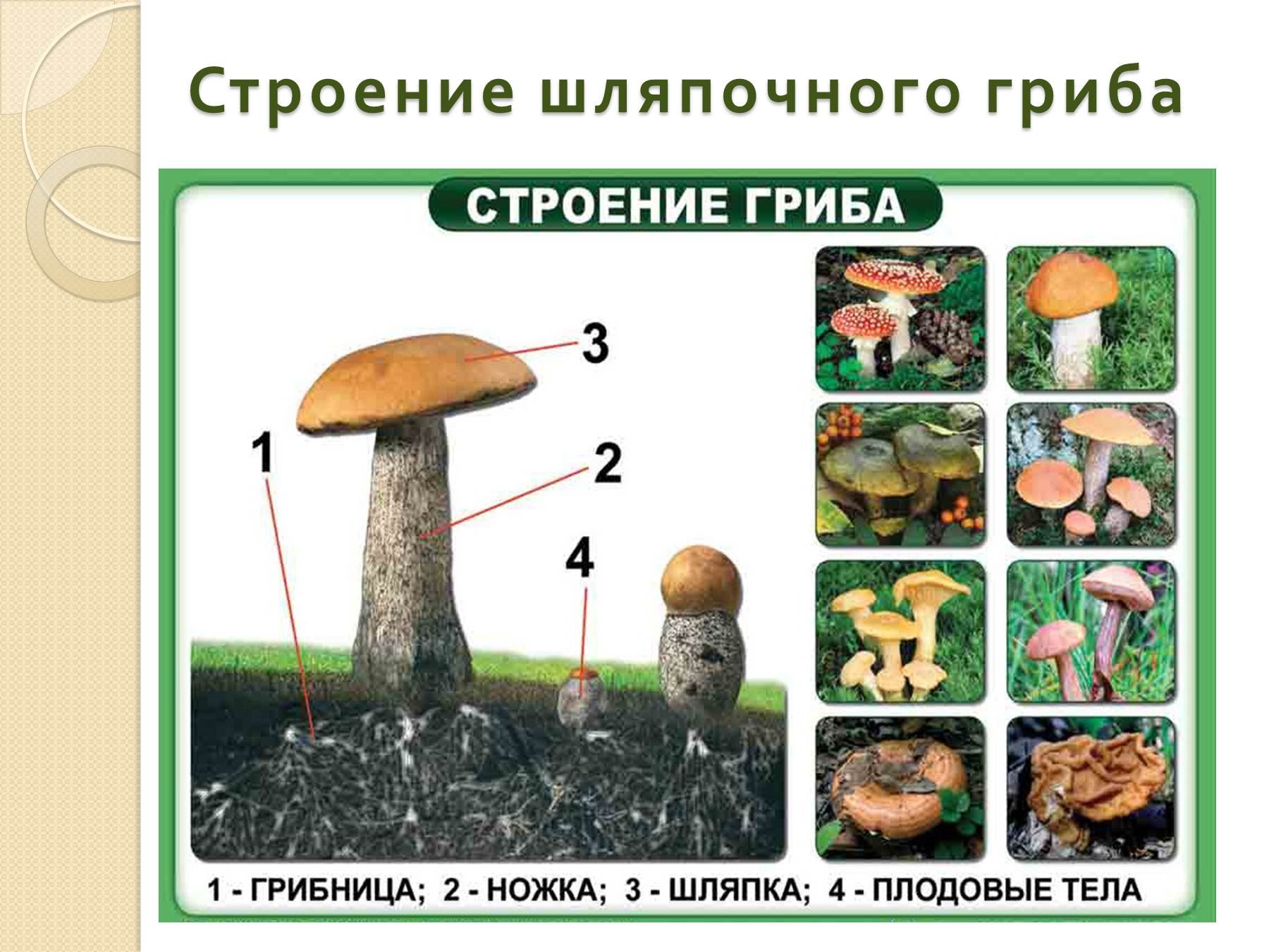 Строение и многообразие грибов