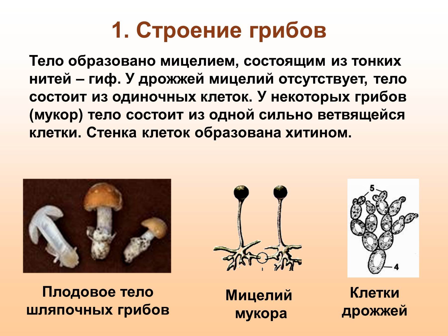 Мицелий грибов образуют: