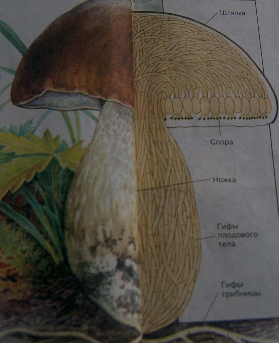 Из чего состоит белый гриб. Строение гриба Боровика. Строение гриба подберезовика. Подберёзовик обыкновенный строение. Строение шляпки Боровика.