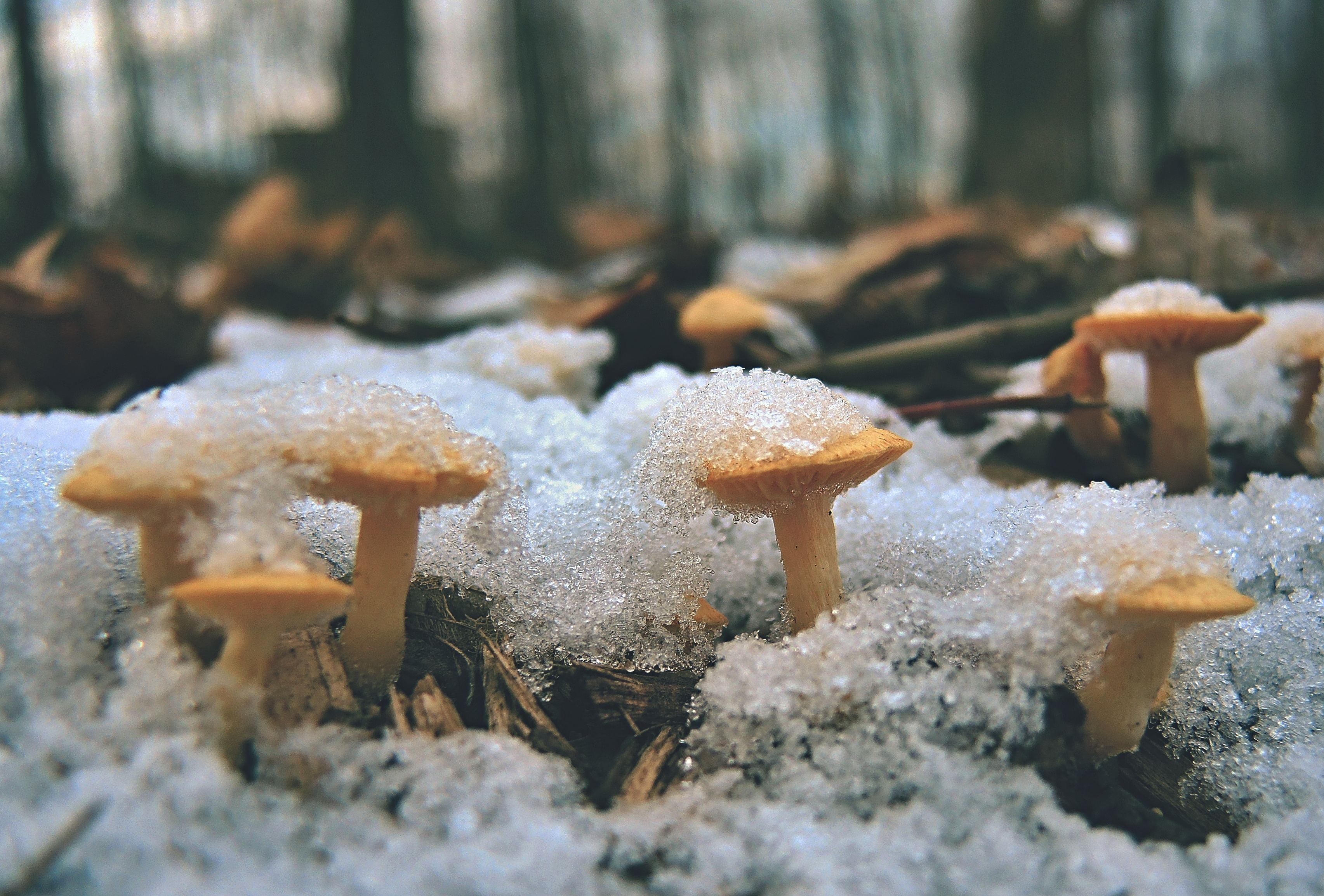 Зимние грибы в лесу