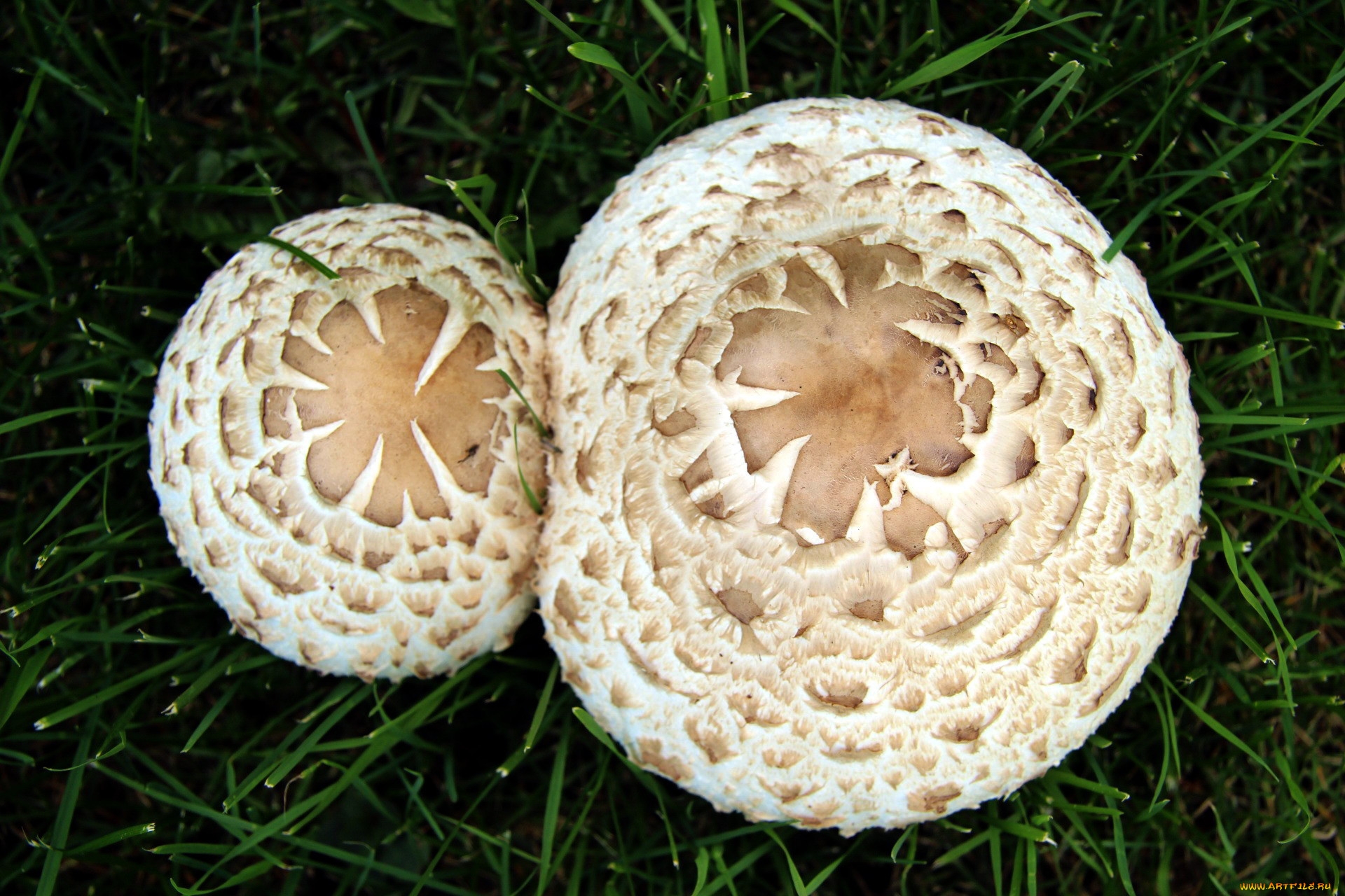 Круглый гриб