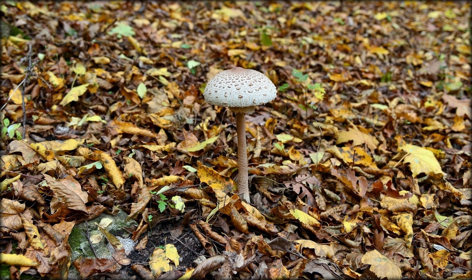Осенние грибы Ставропольского края
