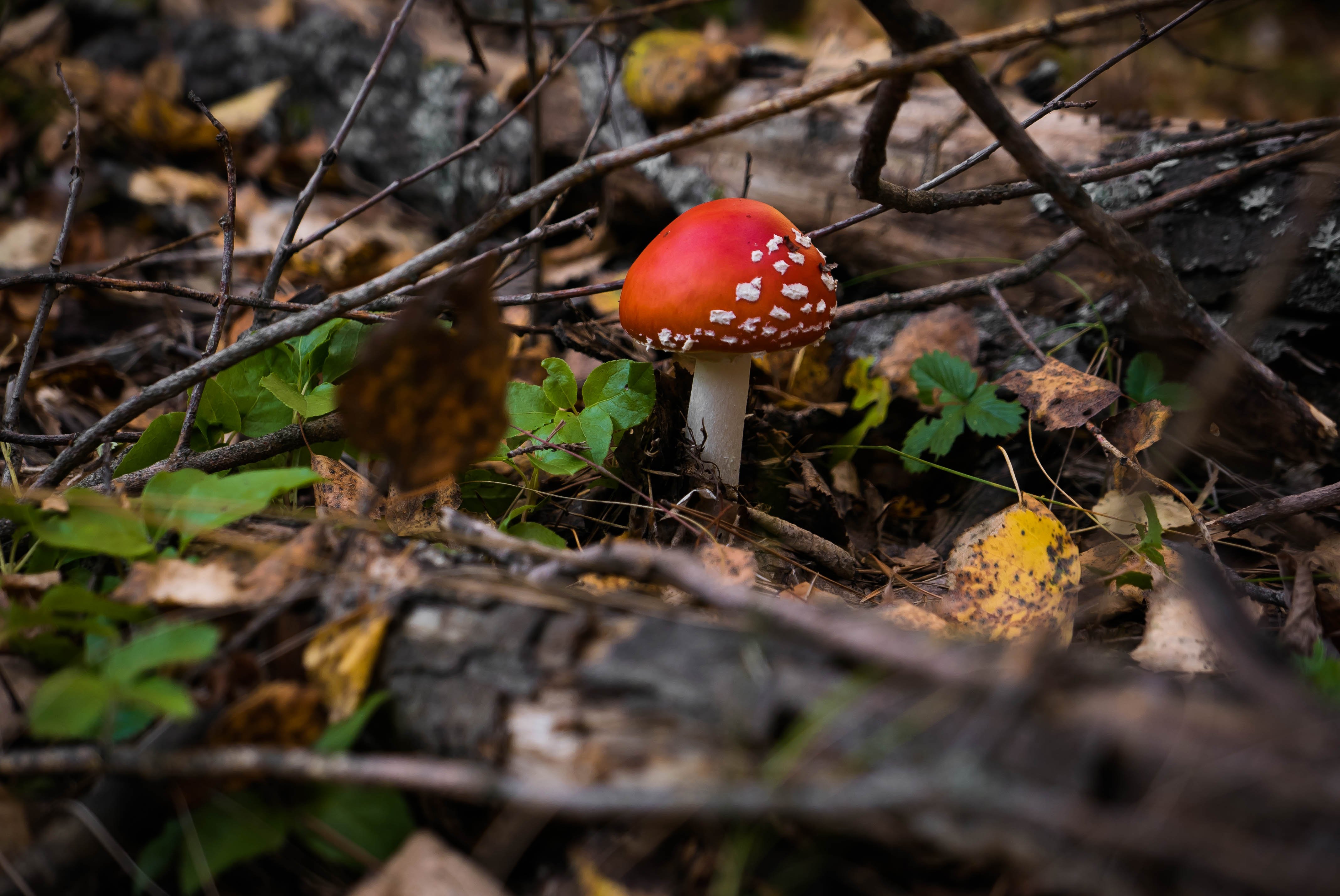 Несъедобные грибы оренбургской области фото и названия