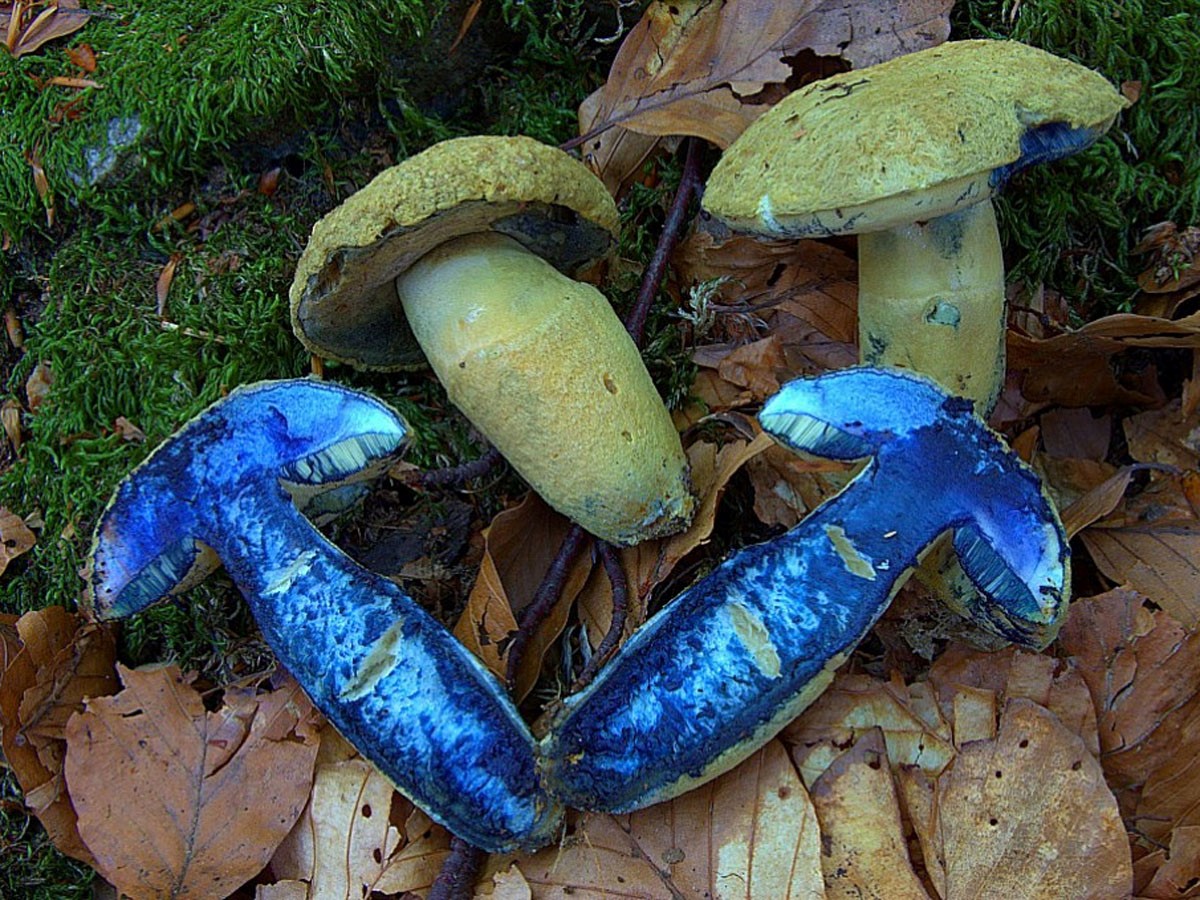 Поддубовик гриб синеющий