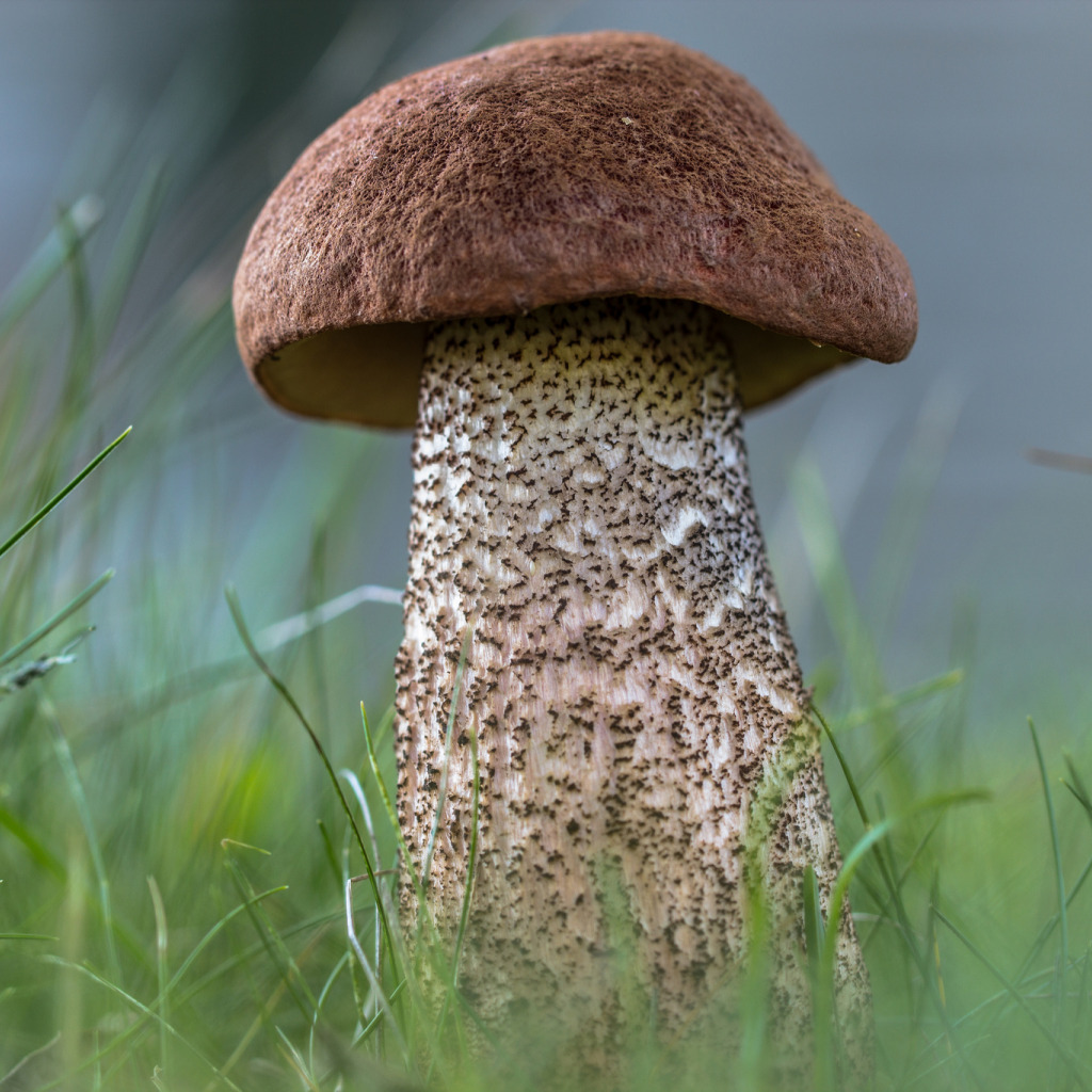 Подберёзовик обыкновенный грибы