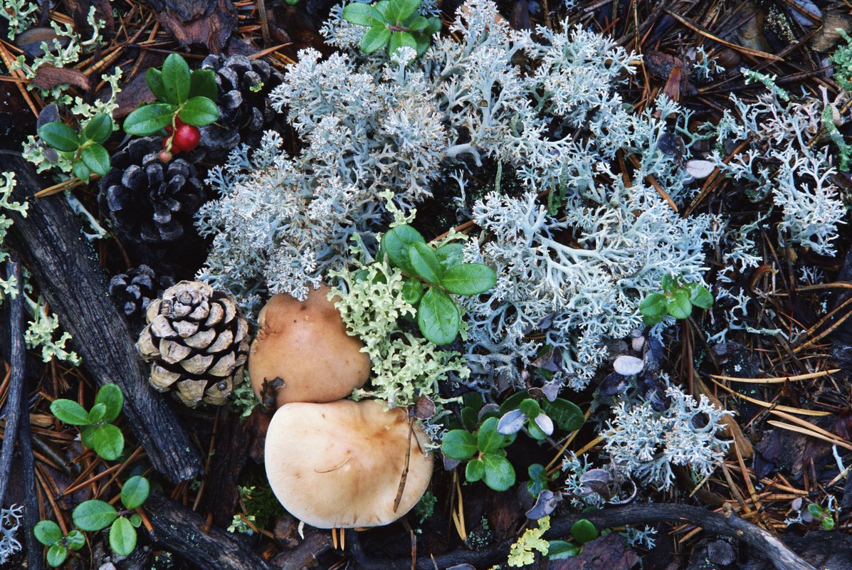 Растительный мир ХМАО Югры грибы