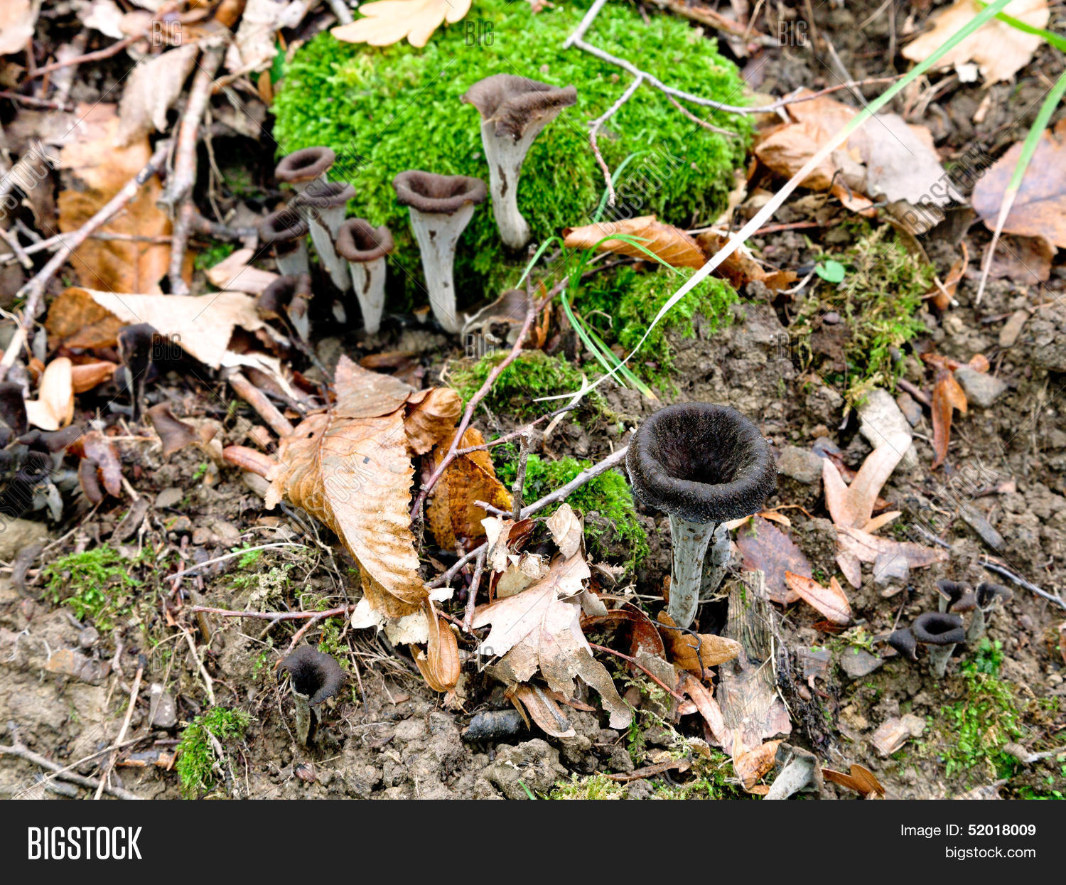 Трубы смерти грибы
