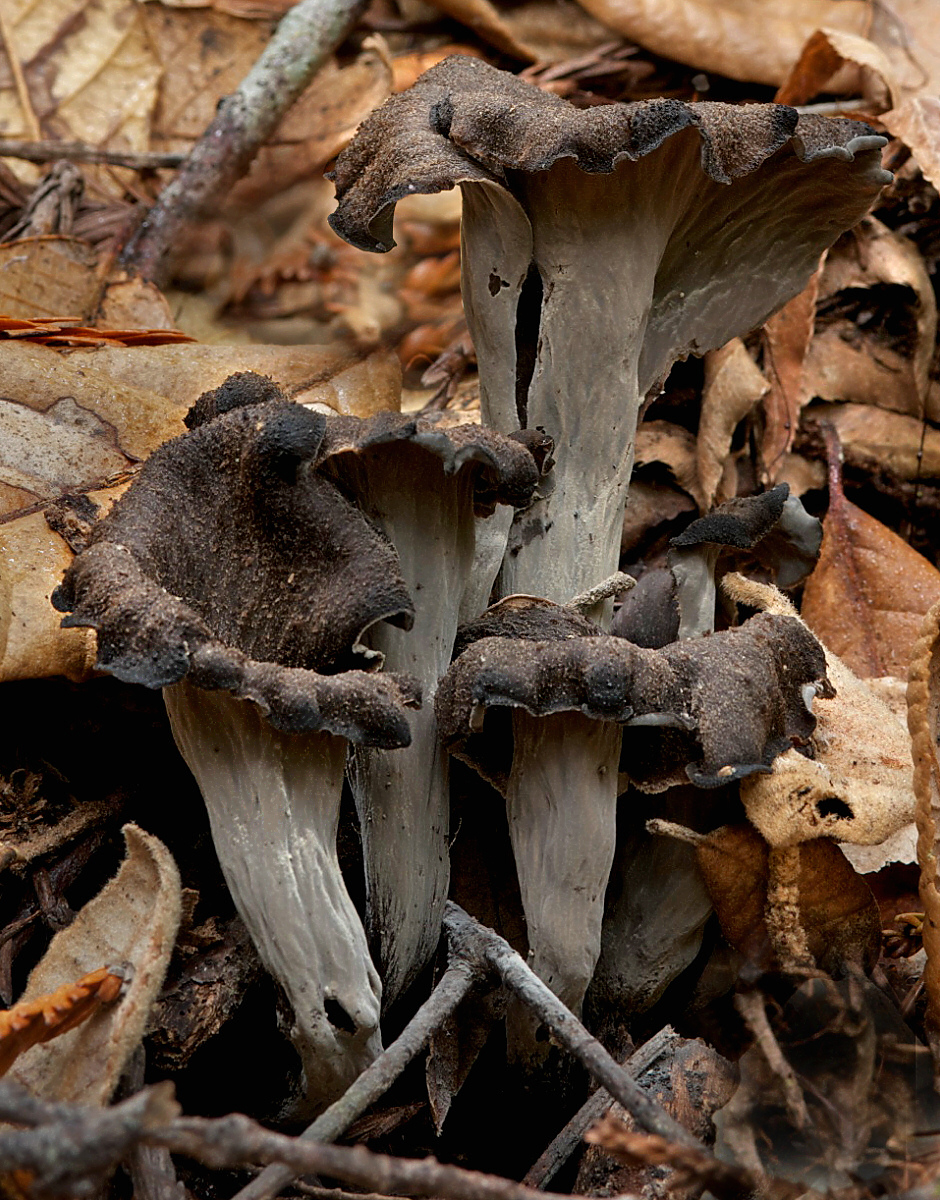 Вороночник рожковидный фото и описание гриба