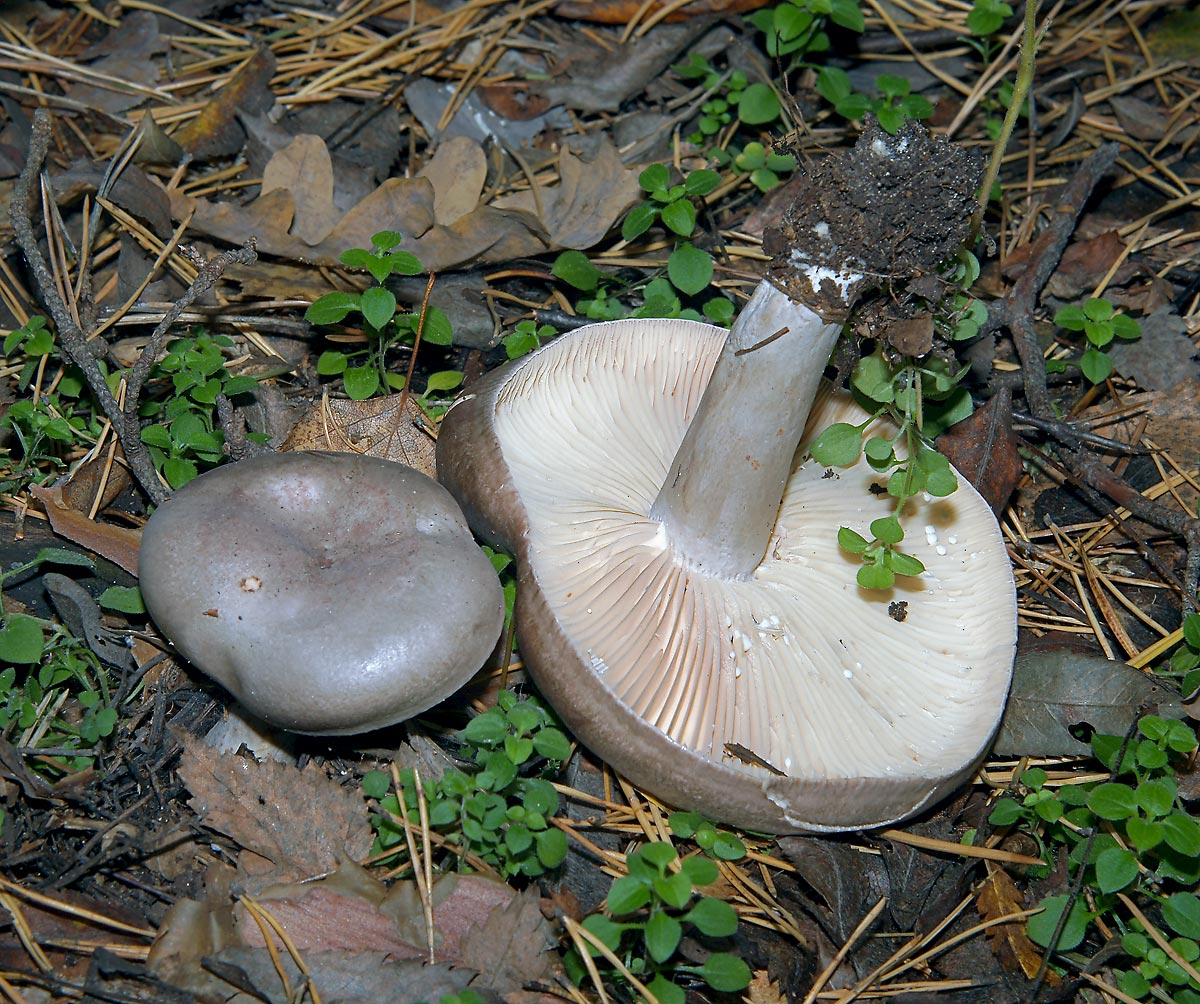 Серушка гриб Lactarius flexuosus