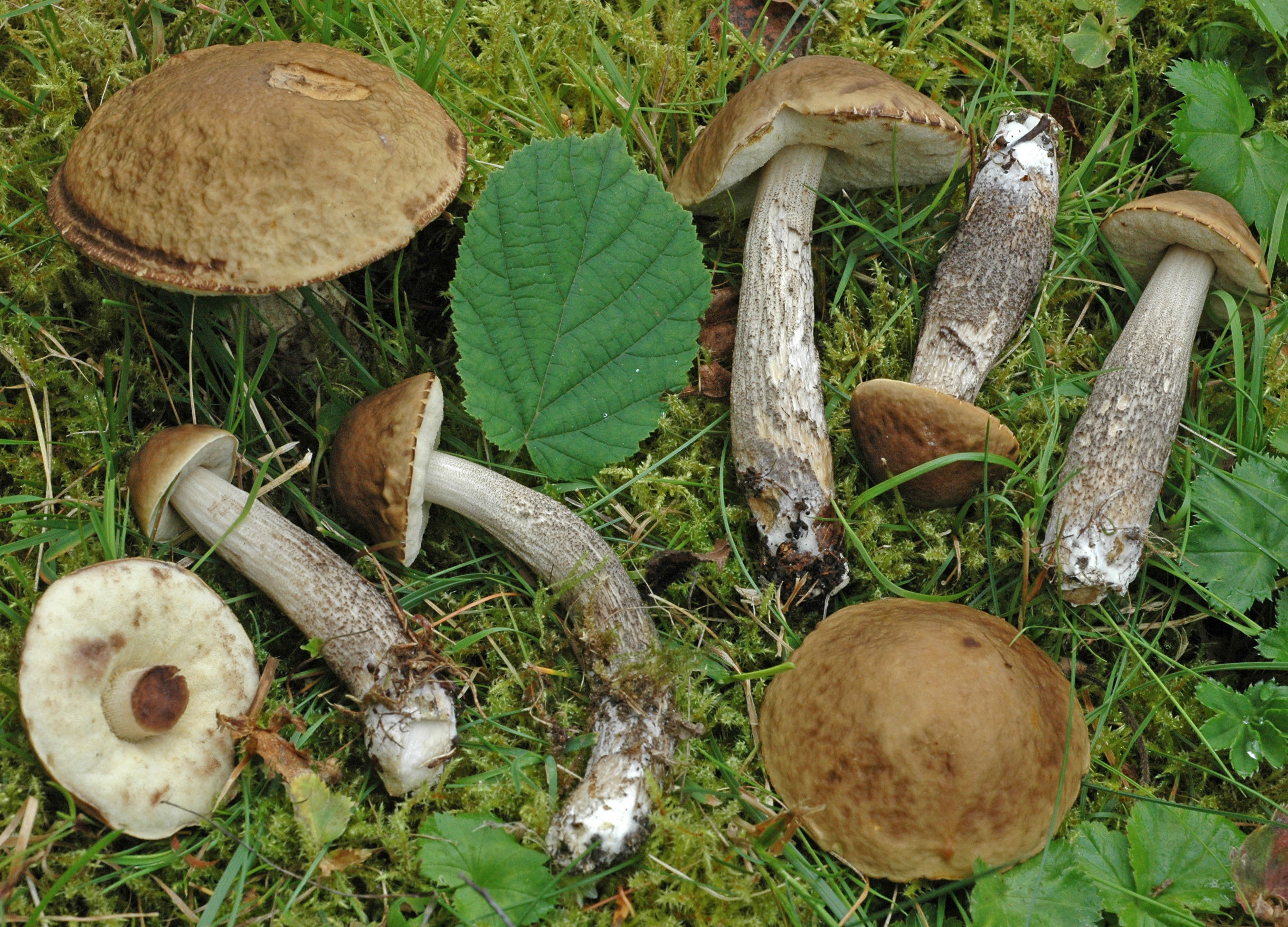 Съедобные грибы Оренбуржья