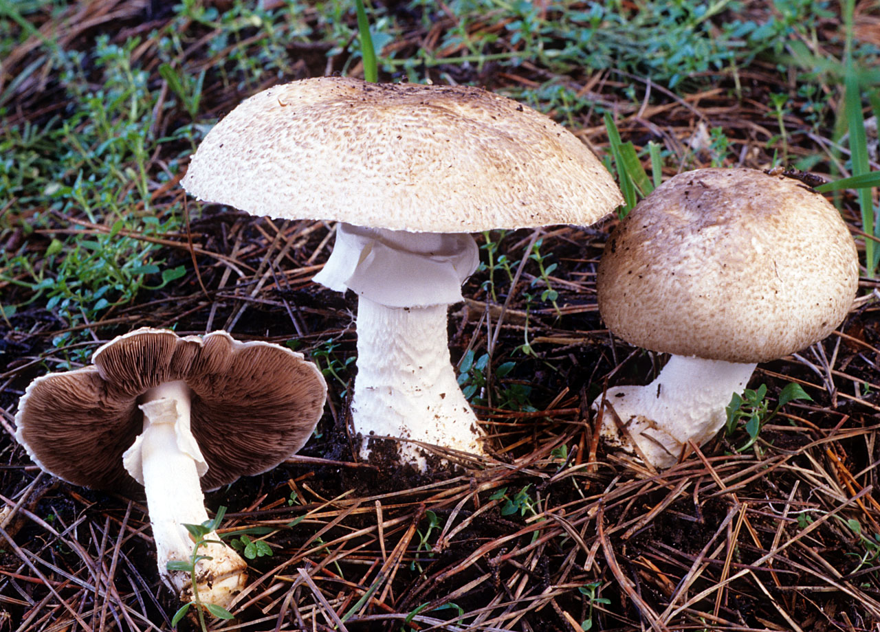 грибы их виды фото