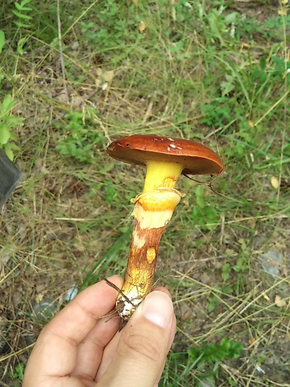 Шляпочные грибы масленок