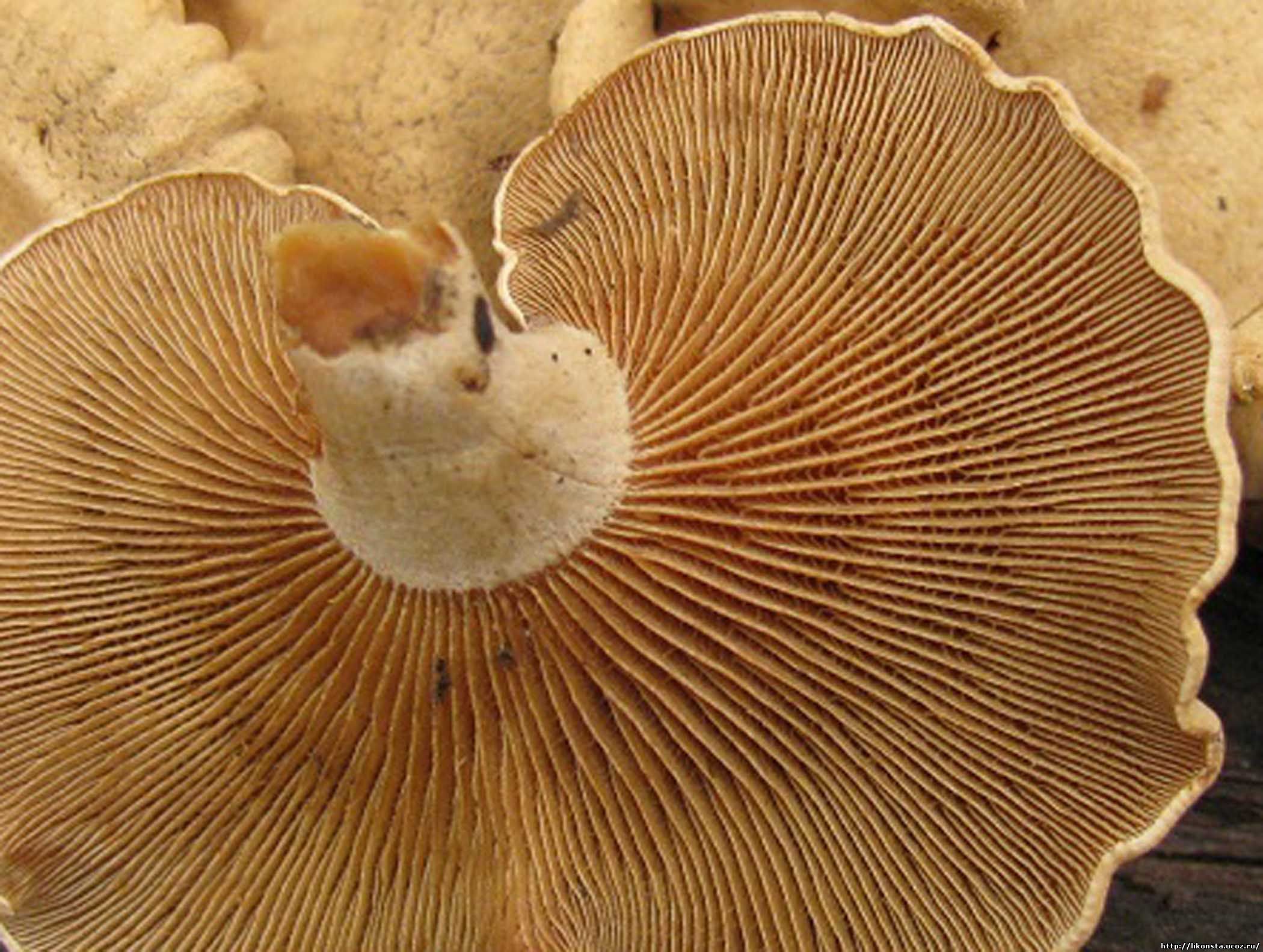 трубчатые грибы съедобные фото грибов с названиями