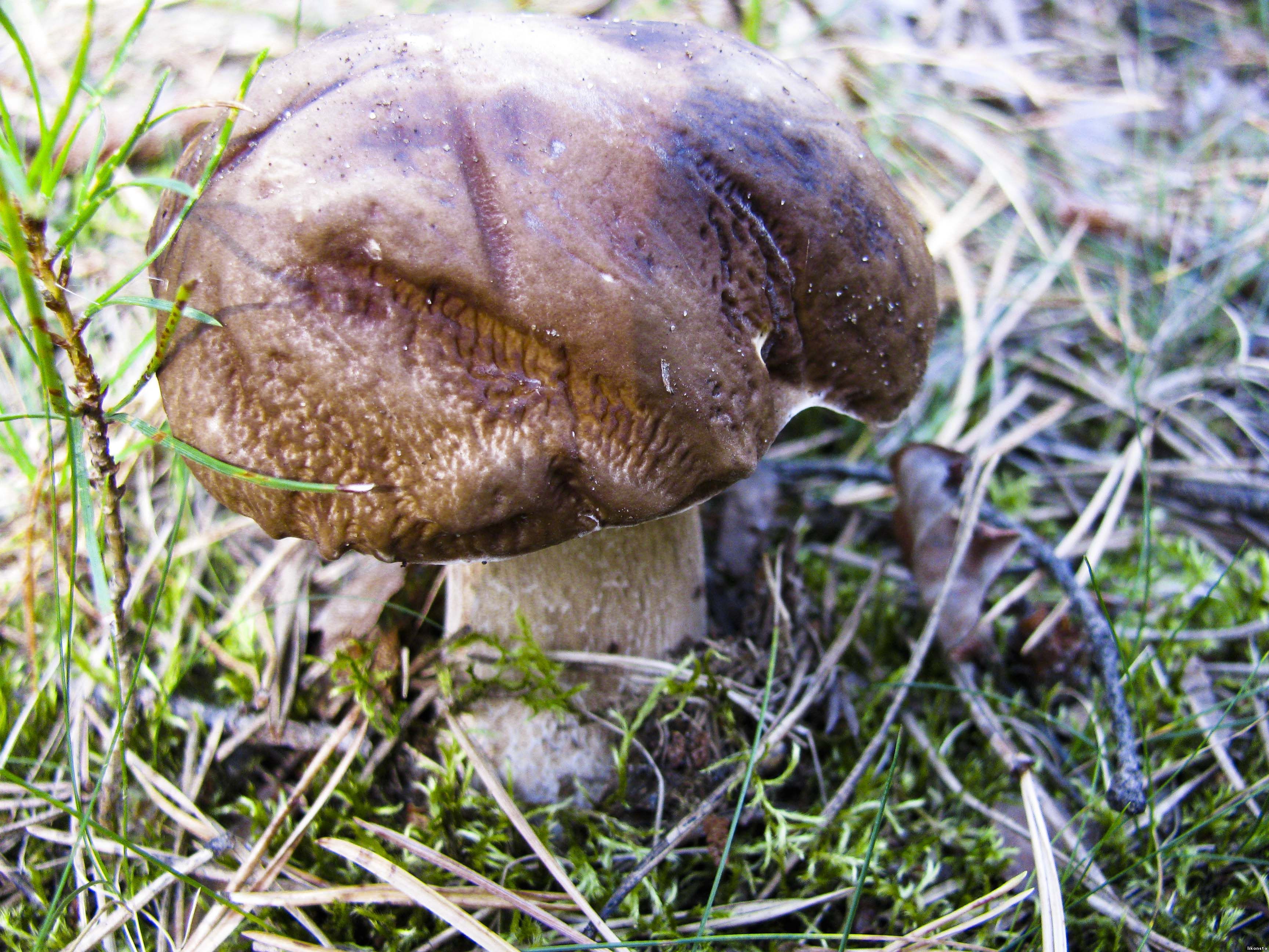 Поздние осенние грибы растущие на пастбищах