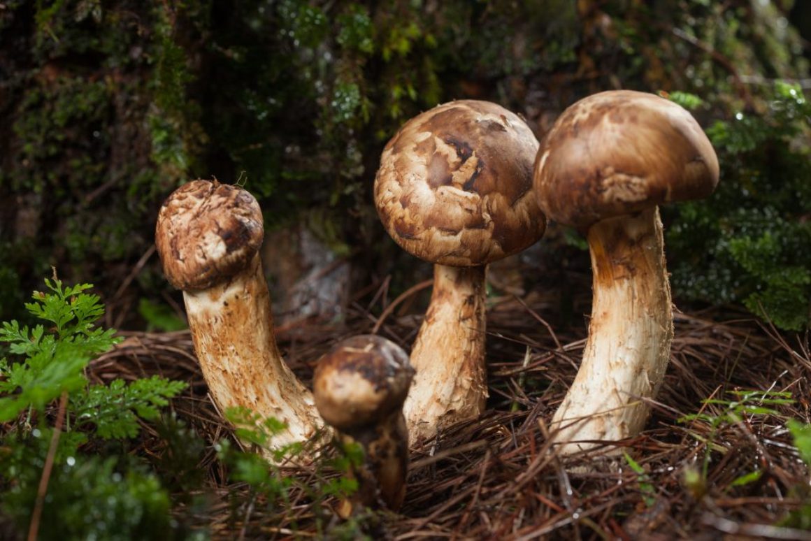 Японские грибы мацутаке