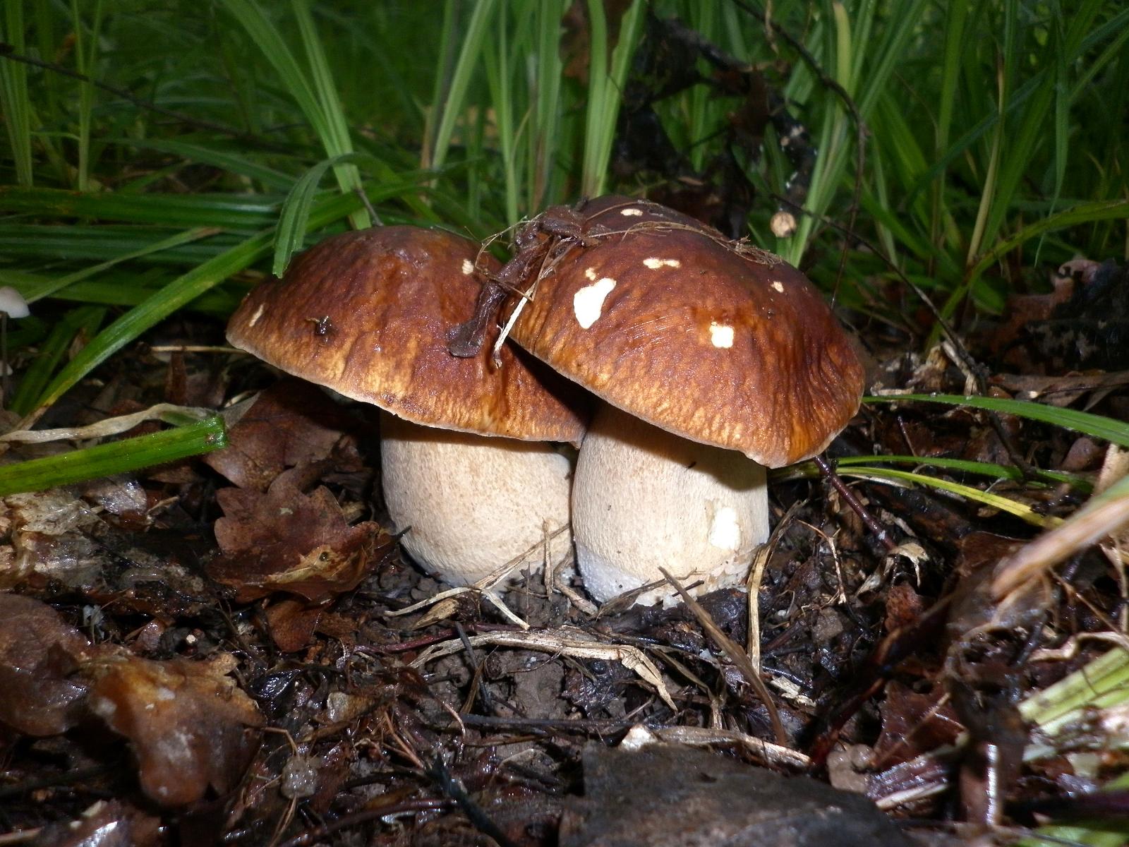 Белые грибы Поволжье