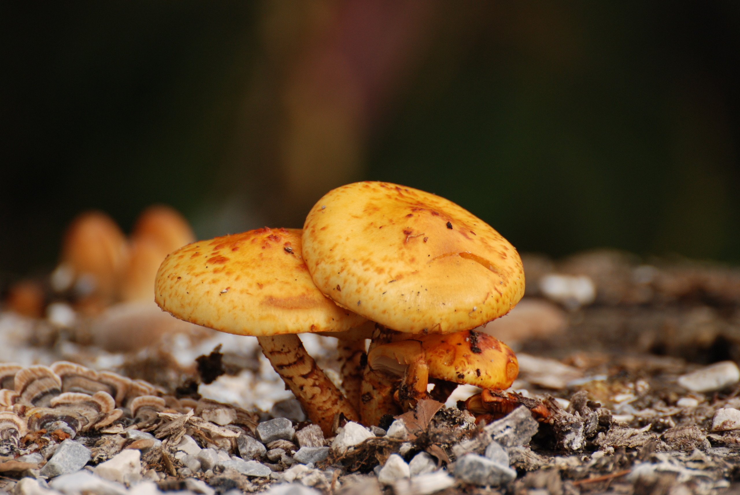 Маленькие желтые грибочки