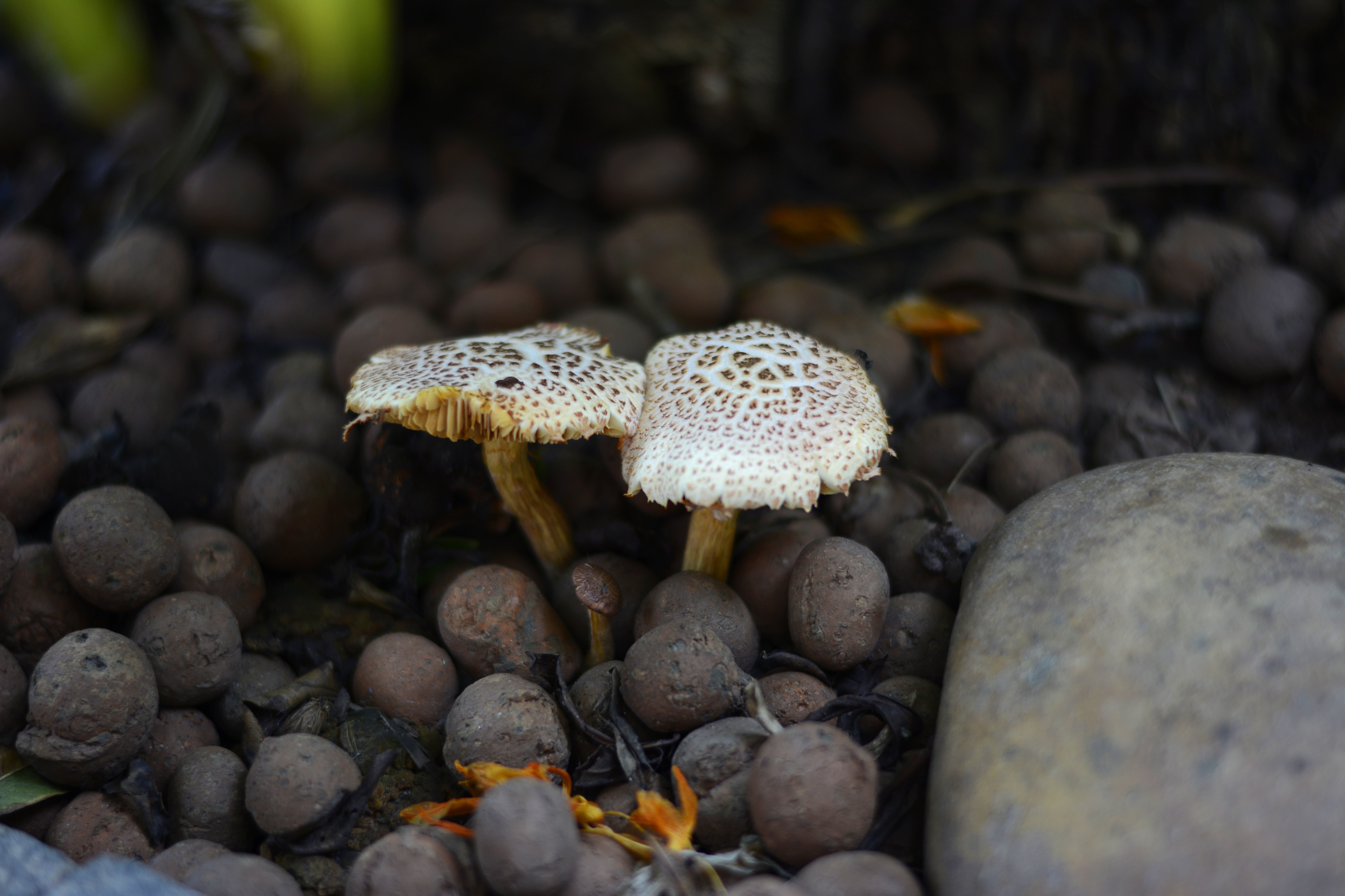 Валуны грибы