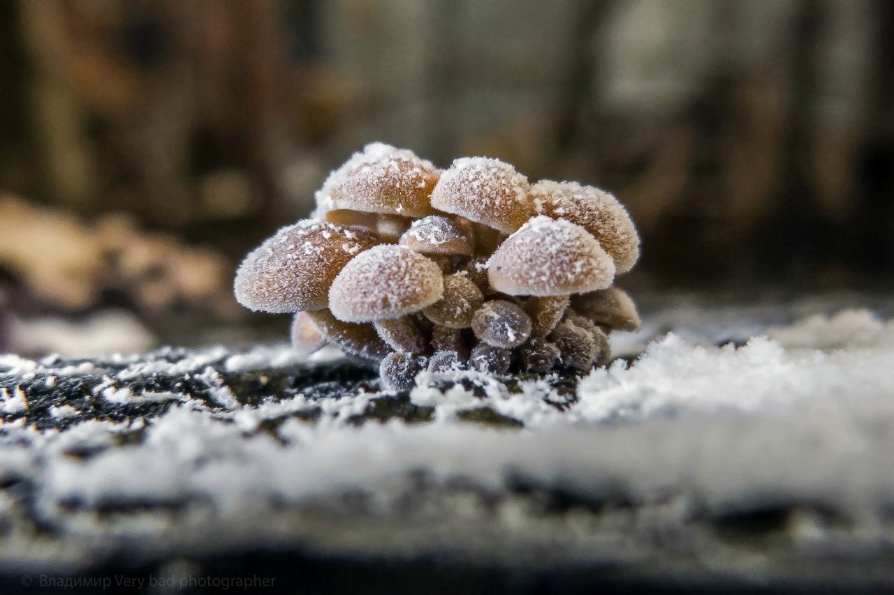 Замерзшие грибы