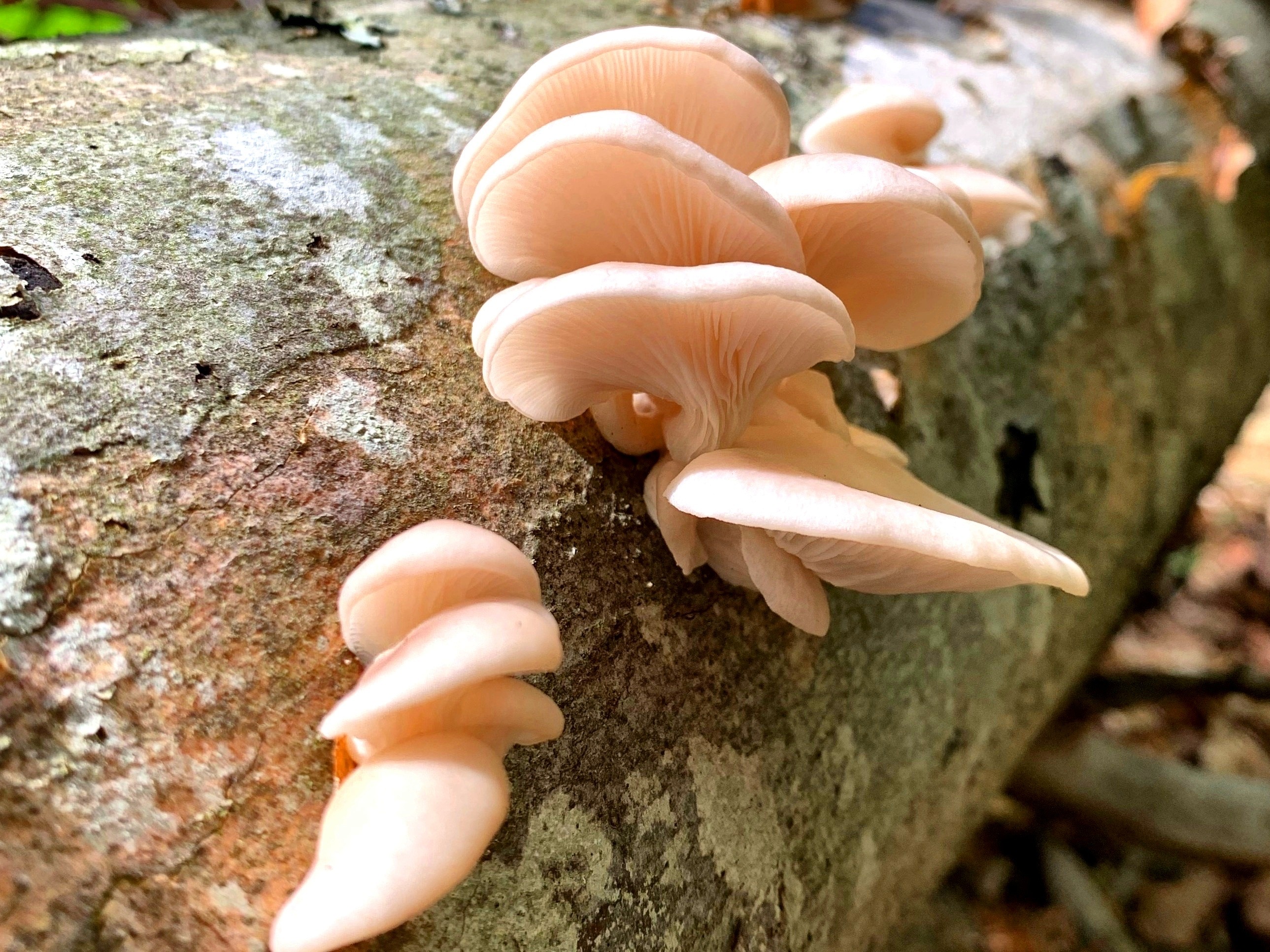 Сезонные грибы Кубани в мае