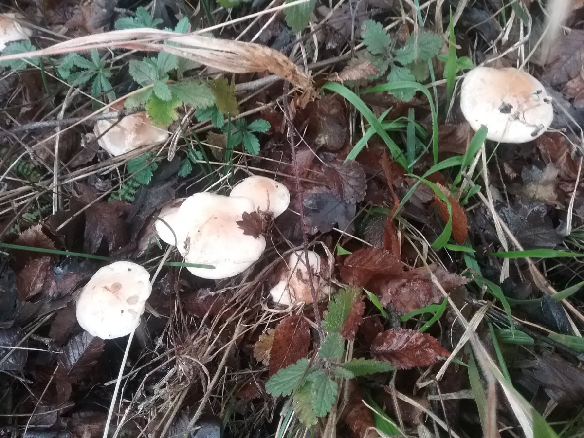 Весенние грибы на кубани фото названия