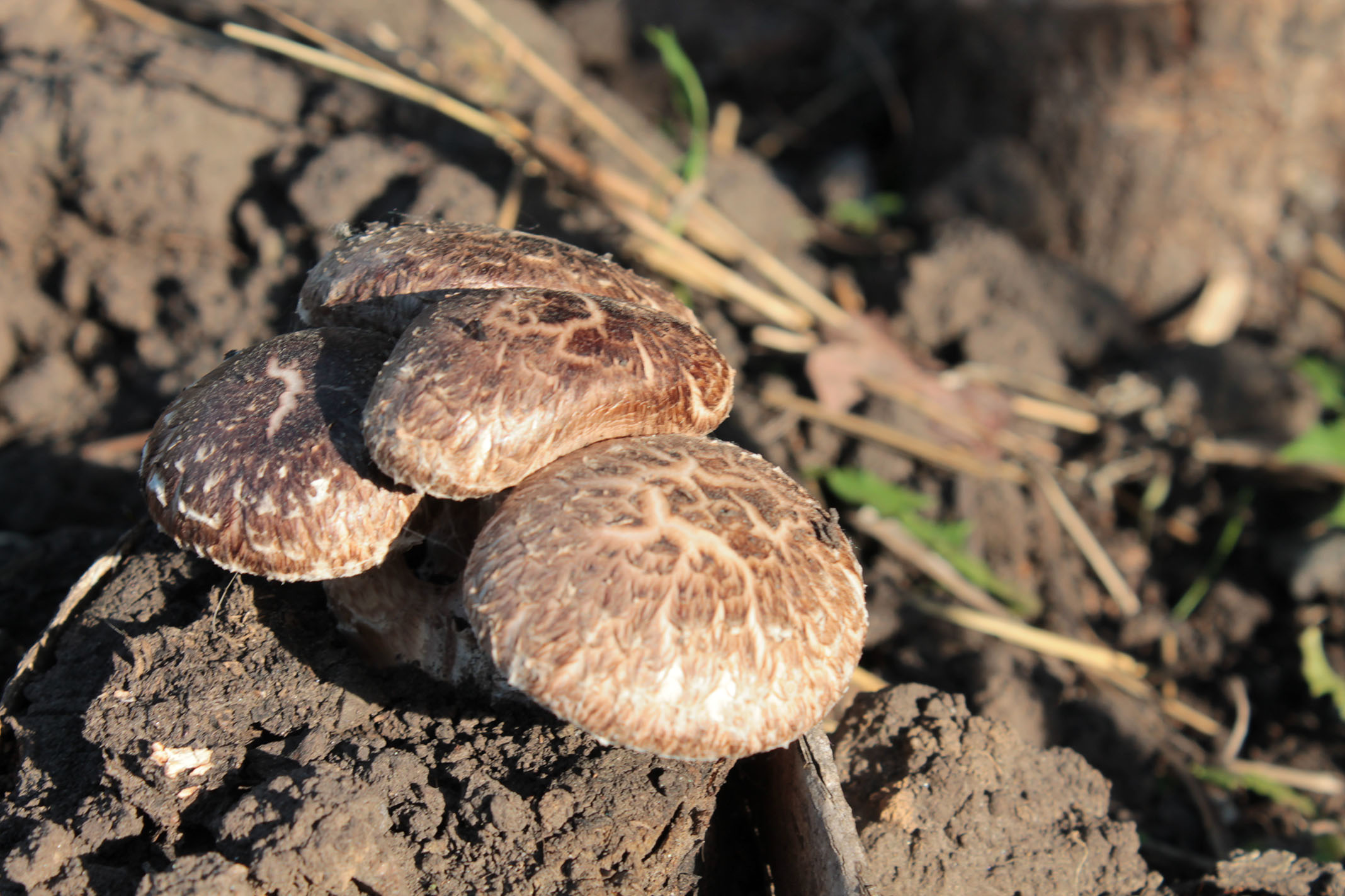 В мае какие грибы растут съедобные фото