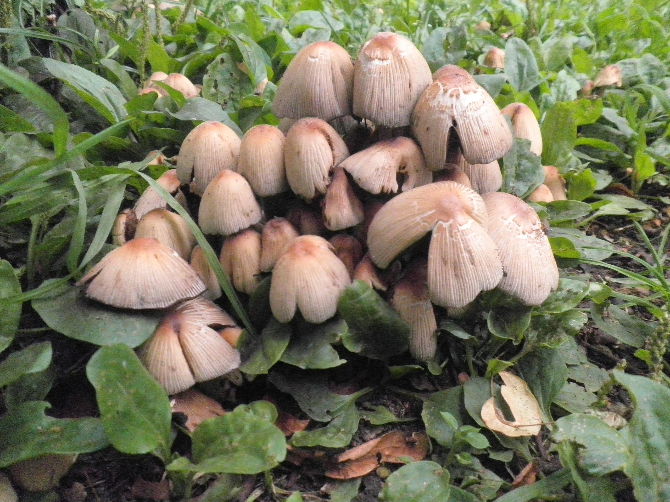 Белый гриб в Узбекистане
