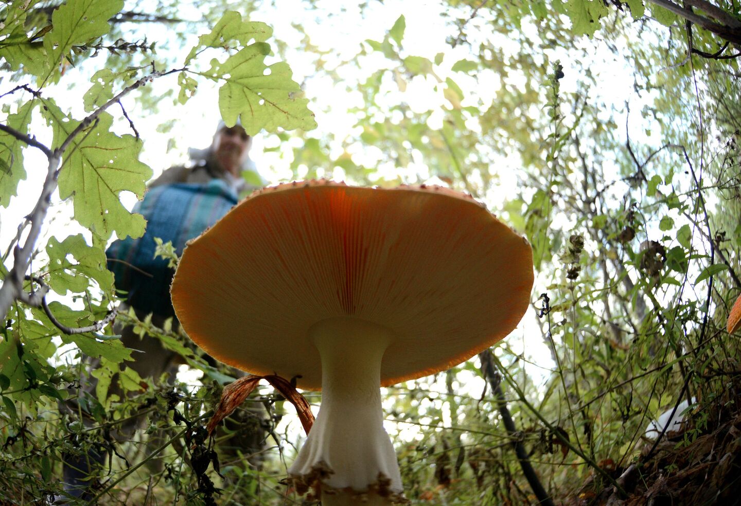 Ареал грибов Amanita muscaria