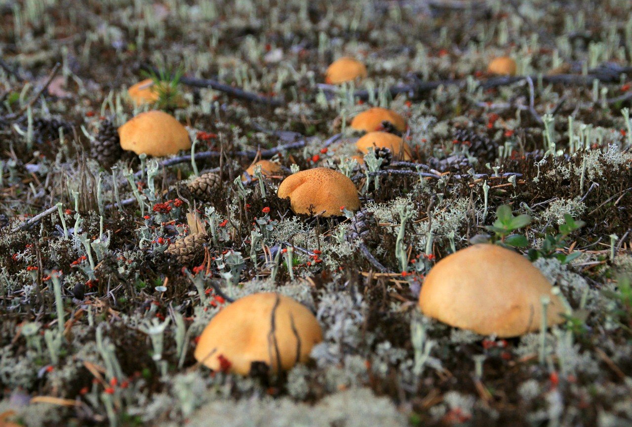 Чукотка тундра грибы