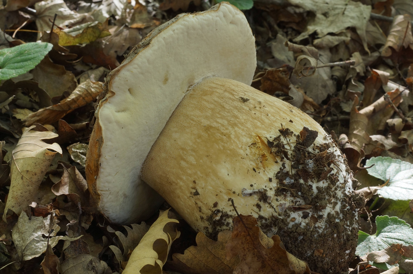 Ядовитые грибы краснодарского. Несъедобные грибы Кубани. Ядовитые грибы Краснодарского края. Степные грибы Кубани. Несъедобные грибы Краснодарского края.