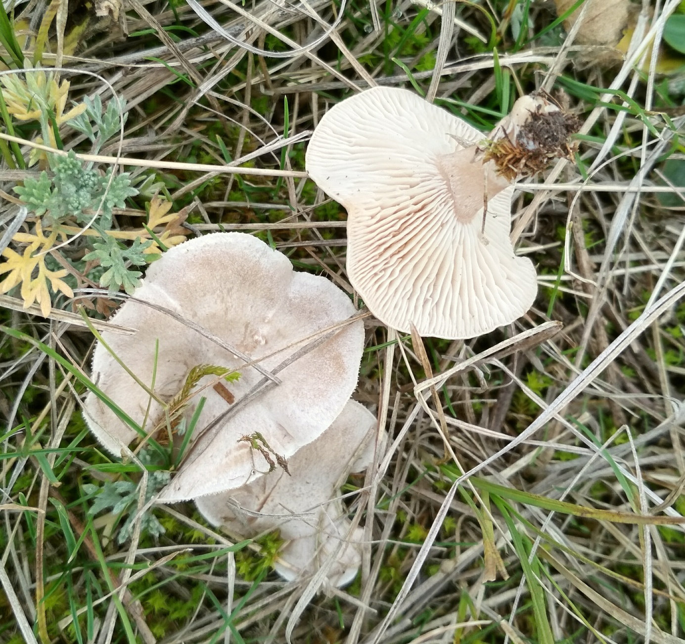 Синеножка гриб в Ростовской области