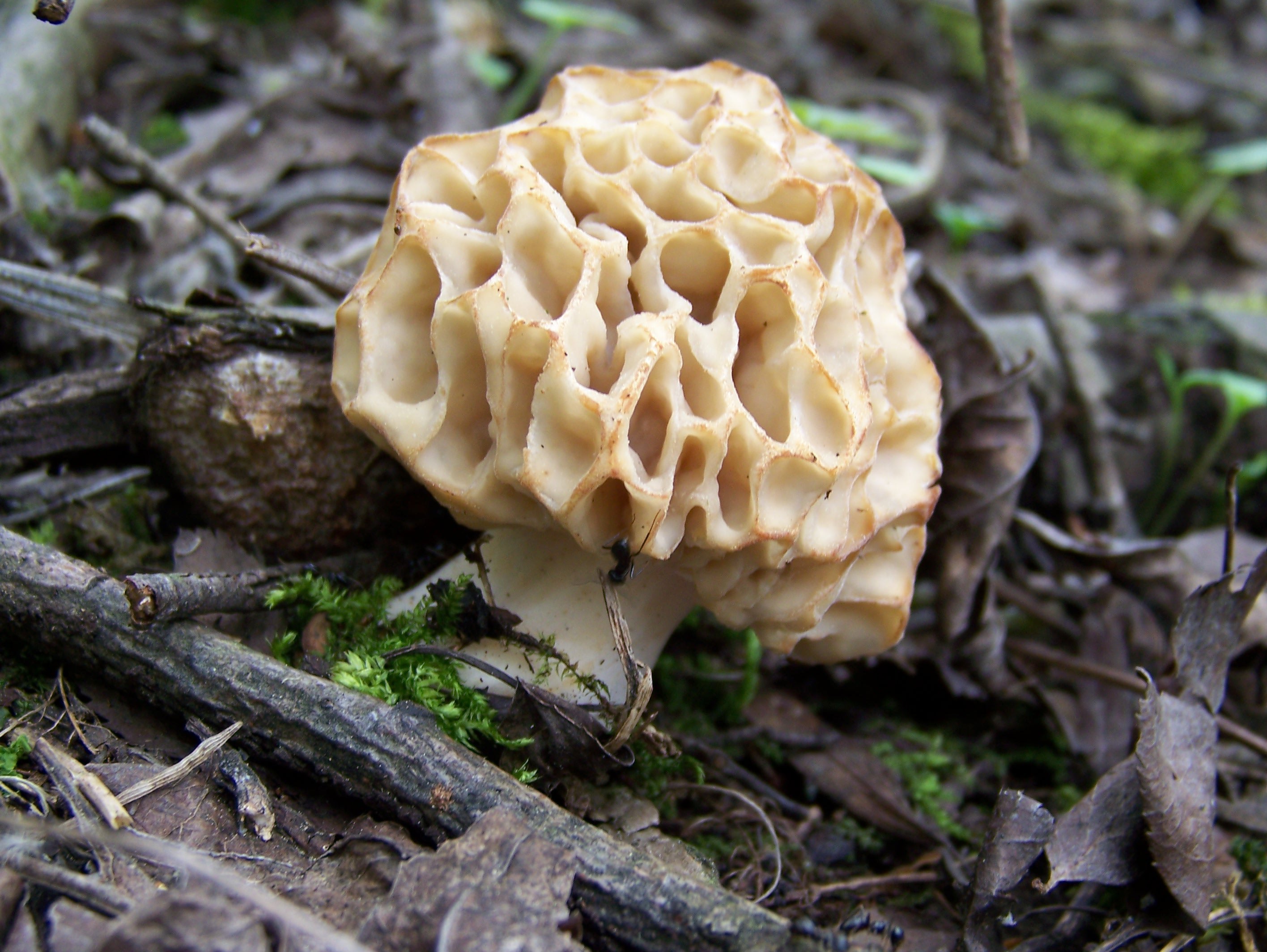 Сморчки грибы белые