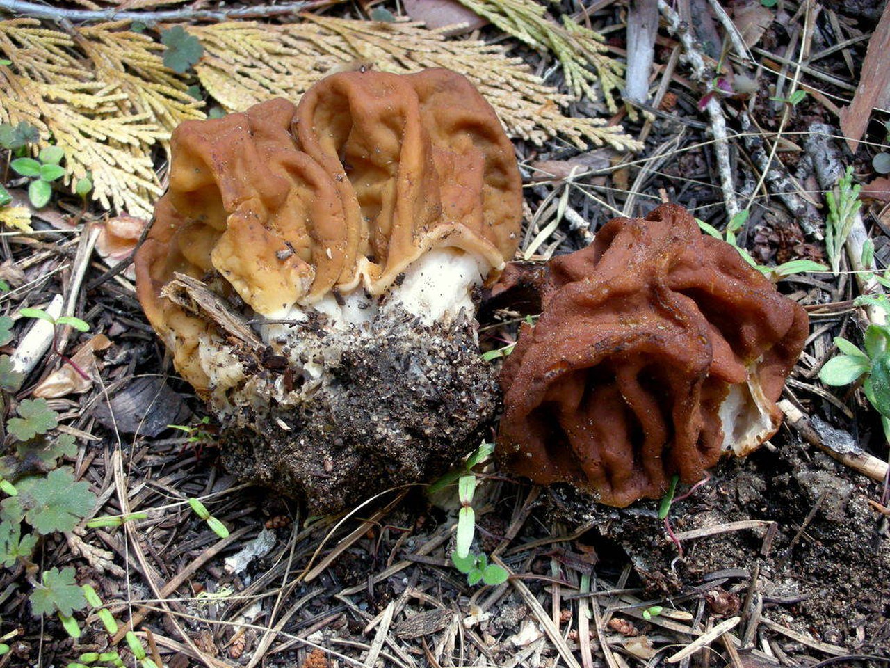 Весенние грибы сморчки и строчки